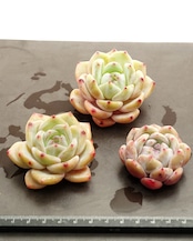 カット苗 ネクタリン Echeveria 'Nectarine'