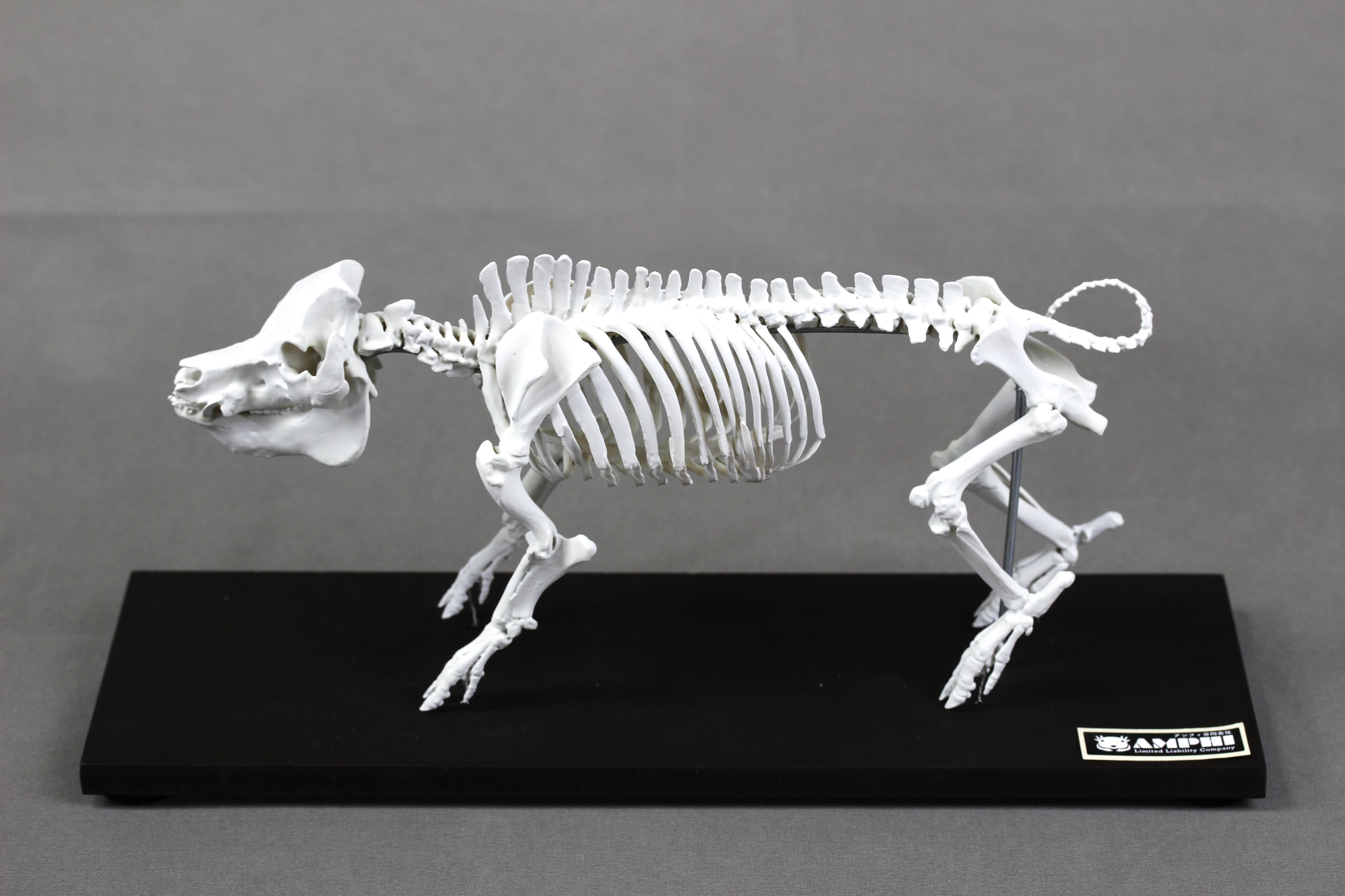 肩甲骨も含め可動式】ウマ (Equus caballus) 縮小全身骨格模型