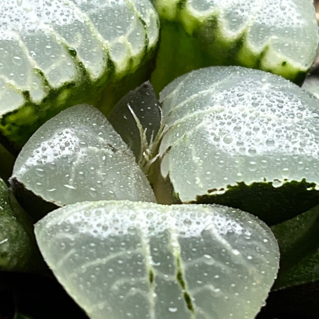 ハオルチア 月光女神(微発根）⑦ | mocono_plants