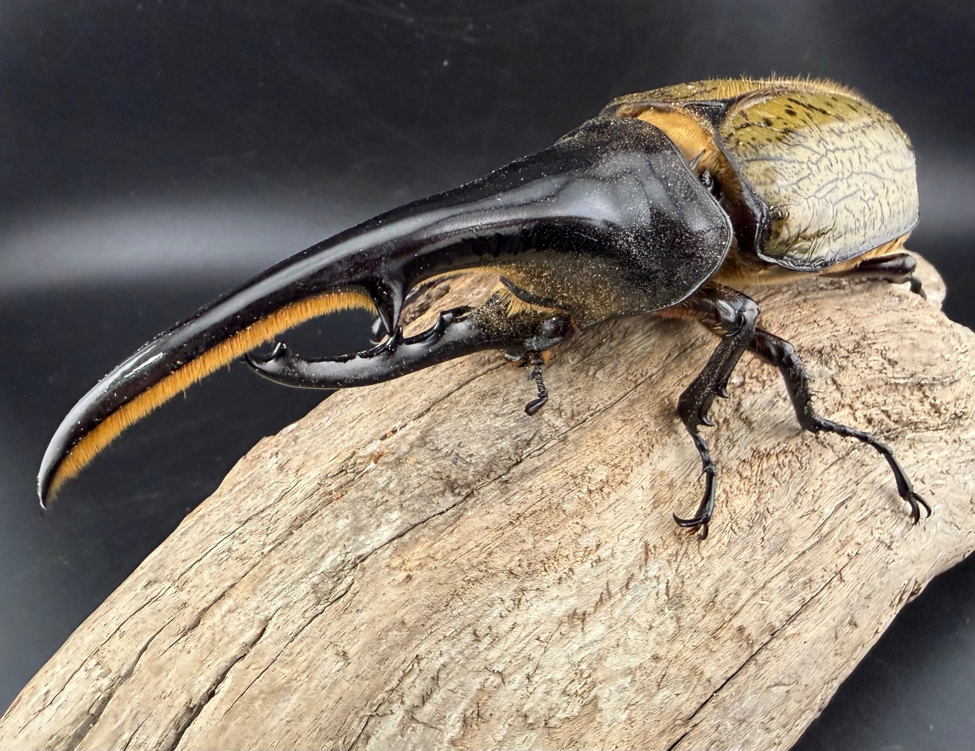 ヘラクレス・ヘラクレス 137mm ペア》 | KPW公式オンラインショップ