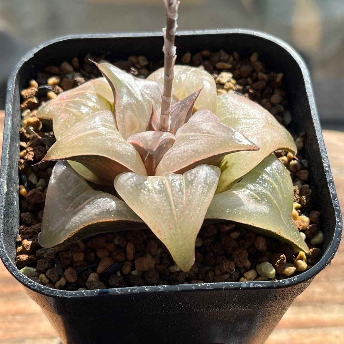 バディア系 | mocono_plants
