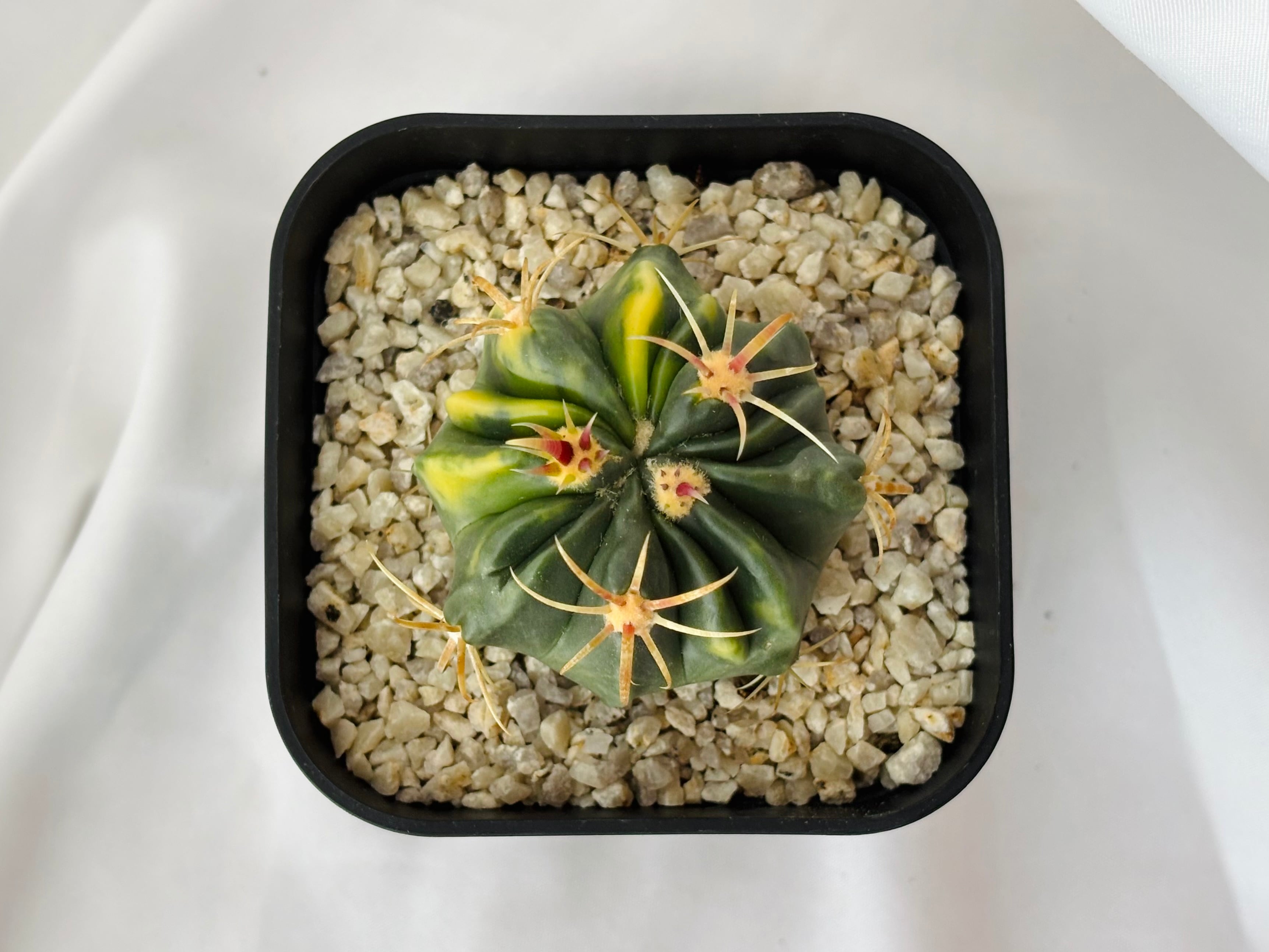 Ferocactus latispinus フェロカクタス 日の出丸錦 サボテン | plants