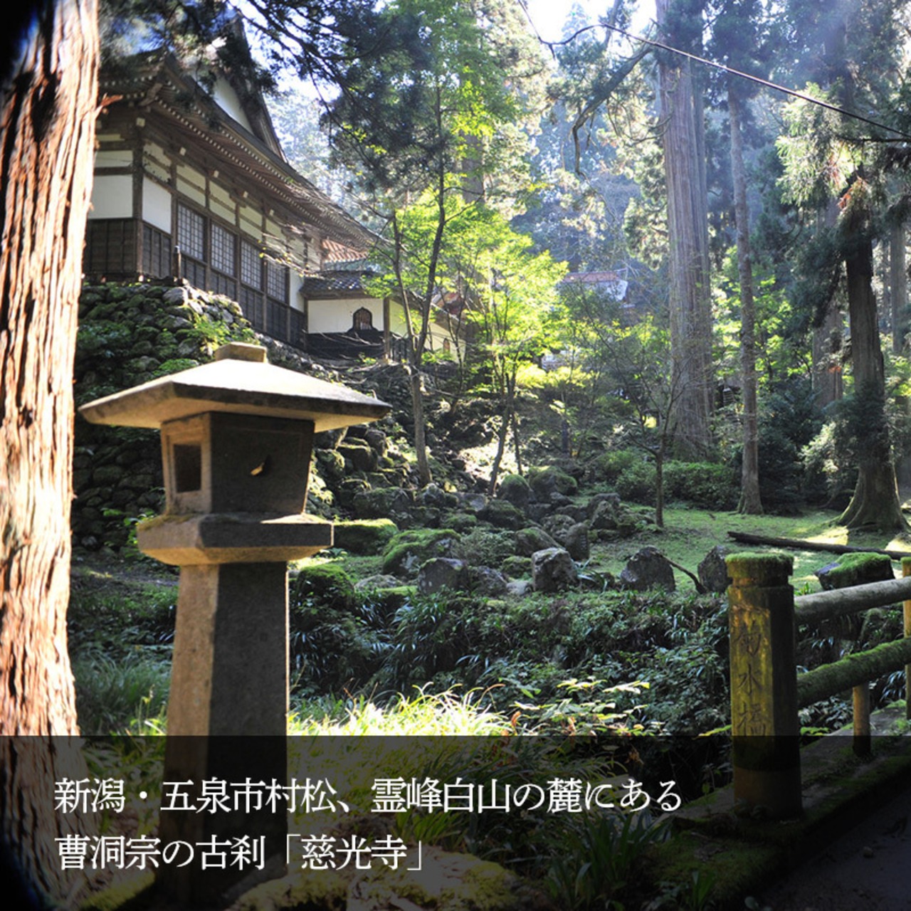 Jikouji Cedar ジコウジ シダー コースター 角・画像6