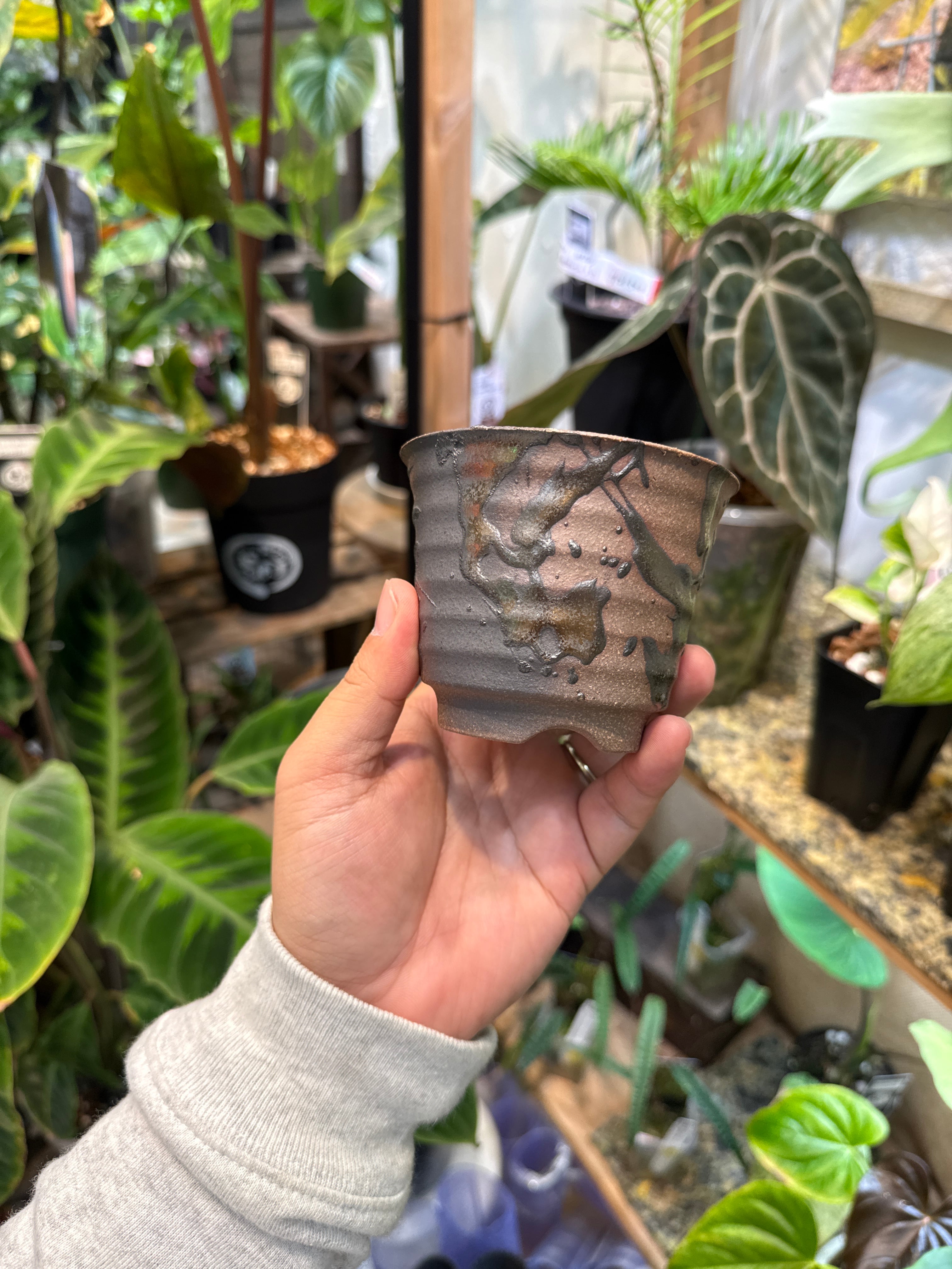 ミニ盆栽鉢 (金柄) | Gardenえん 【観葉熱帯植物】