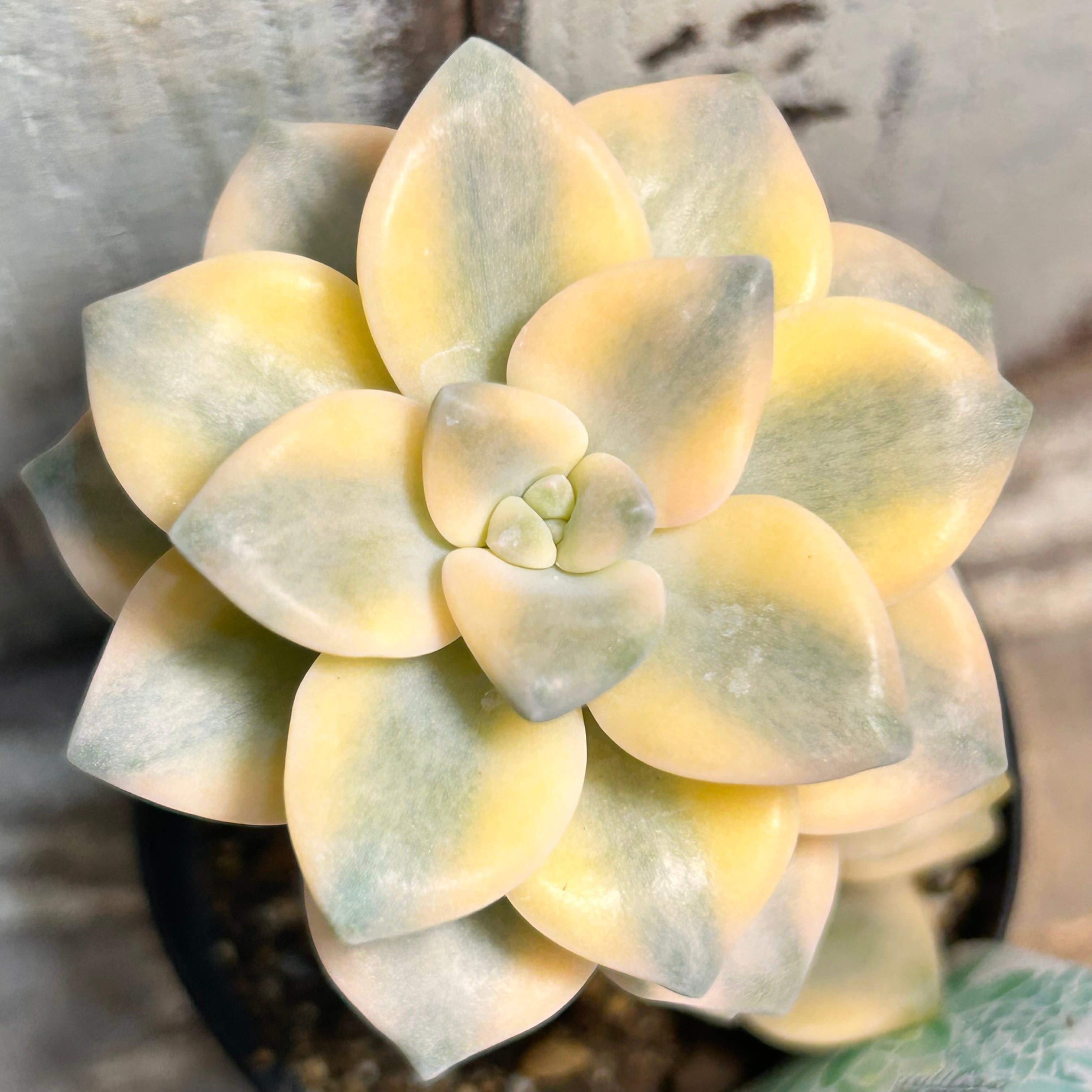 錦 | RuPo 多肉植物専門店