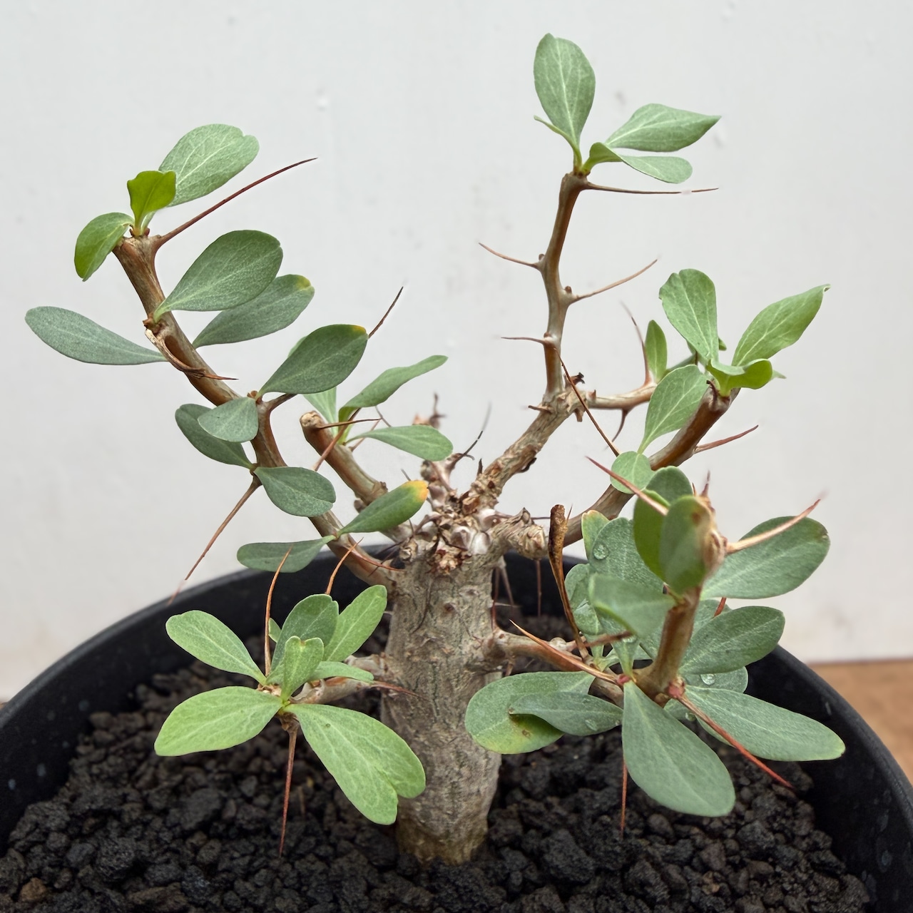 Fouquieria columnaris【フォークイエリア・コルムナリス・観峰玉・実生】