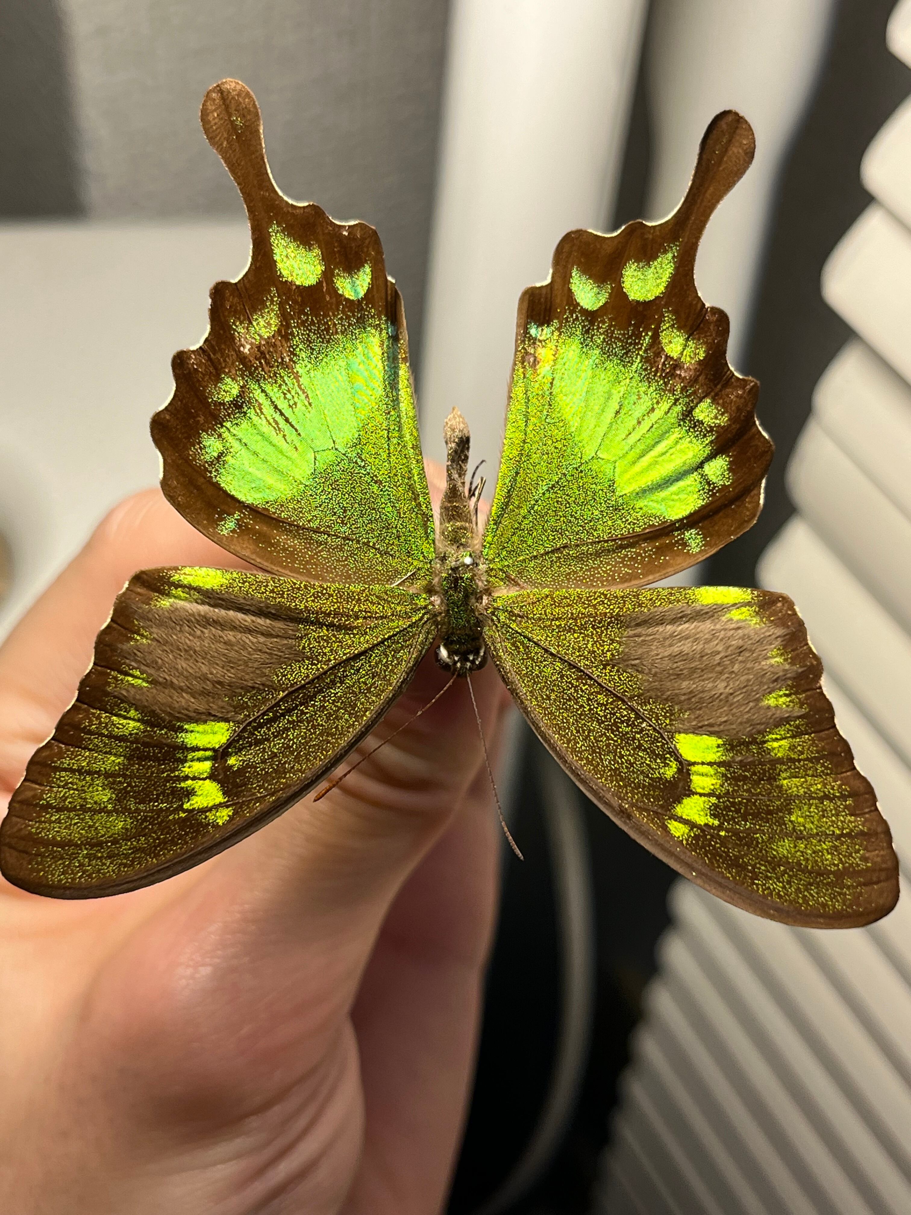 二色展開】スンバアオネアゲハ Papilio 外国産蝶標本 ルリモンアゲハ