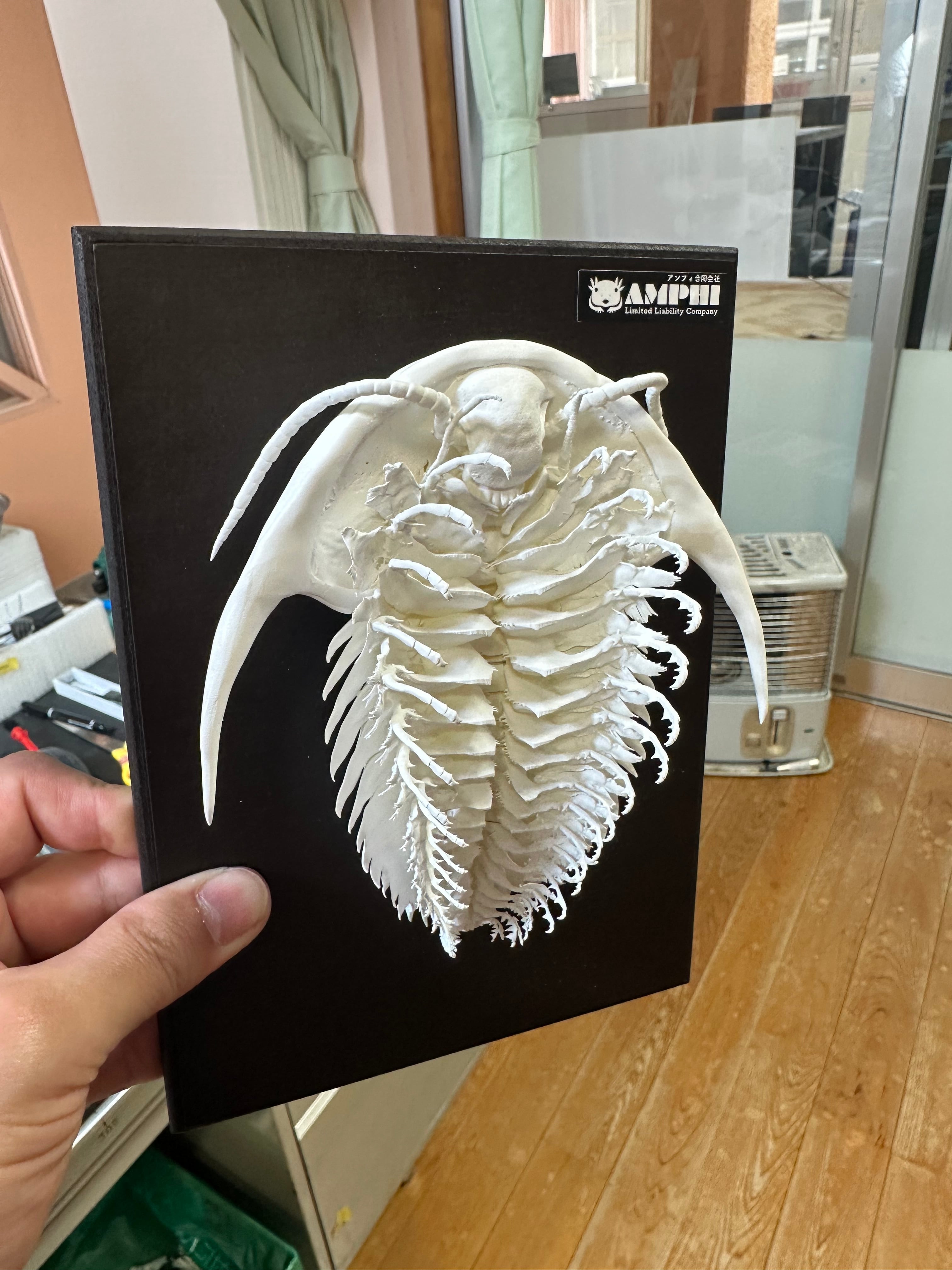 カブトガニ01　骨格　標本　三葉虫　USA　美麗品 カブトガニ01 骨格 標本 三葉虫 USA 美麗品の通販はau PAY マーケット