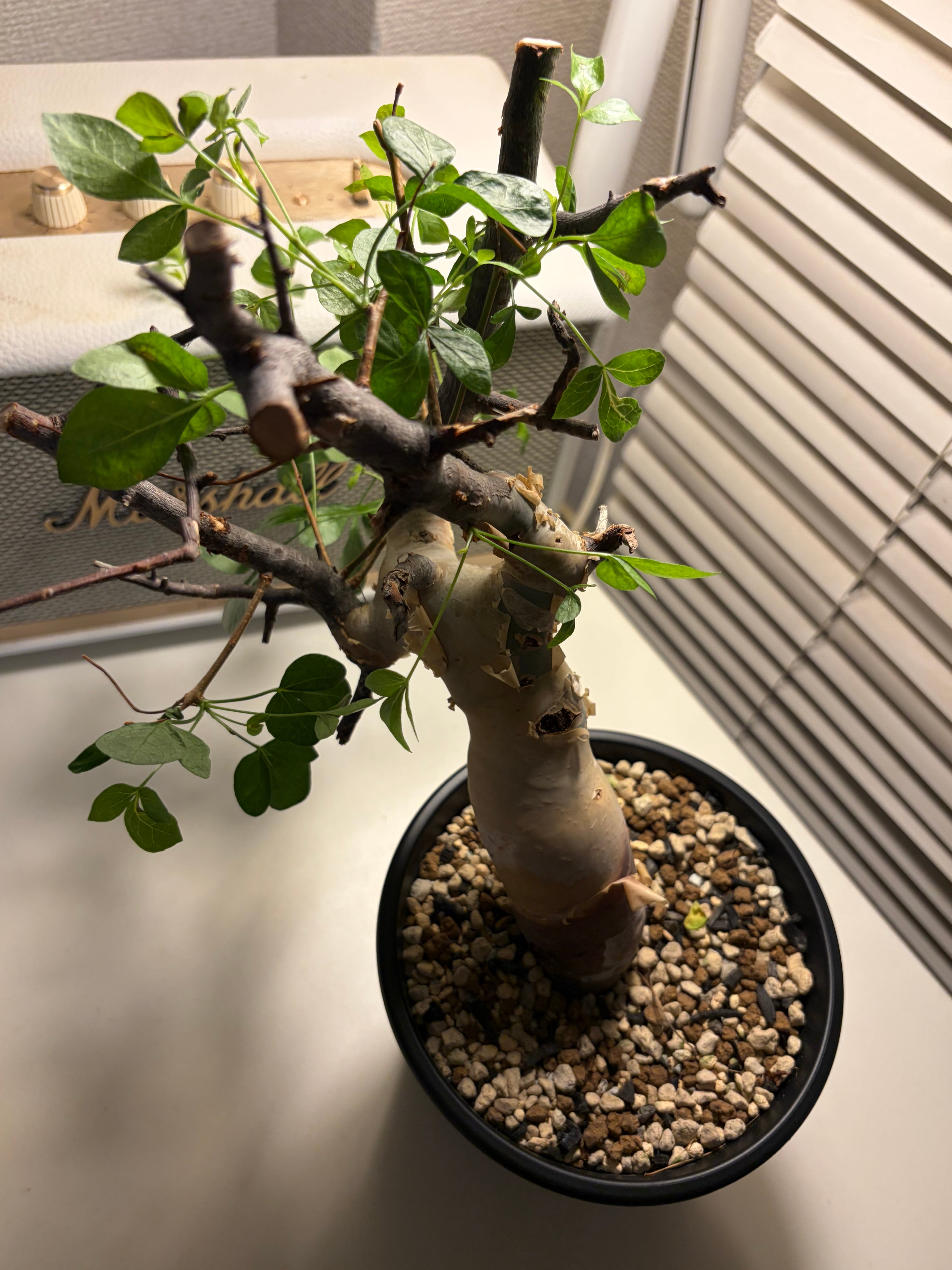 コミフォラ カタフ ピュアソマリア Commiphora アデニア アクレアータ