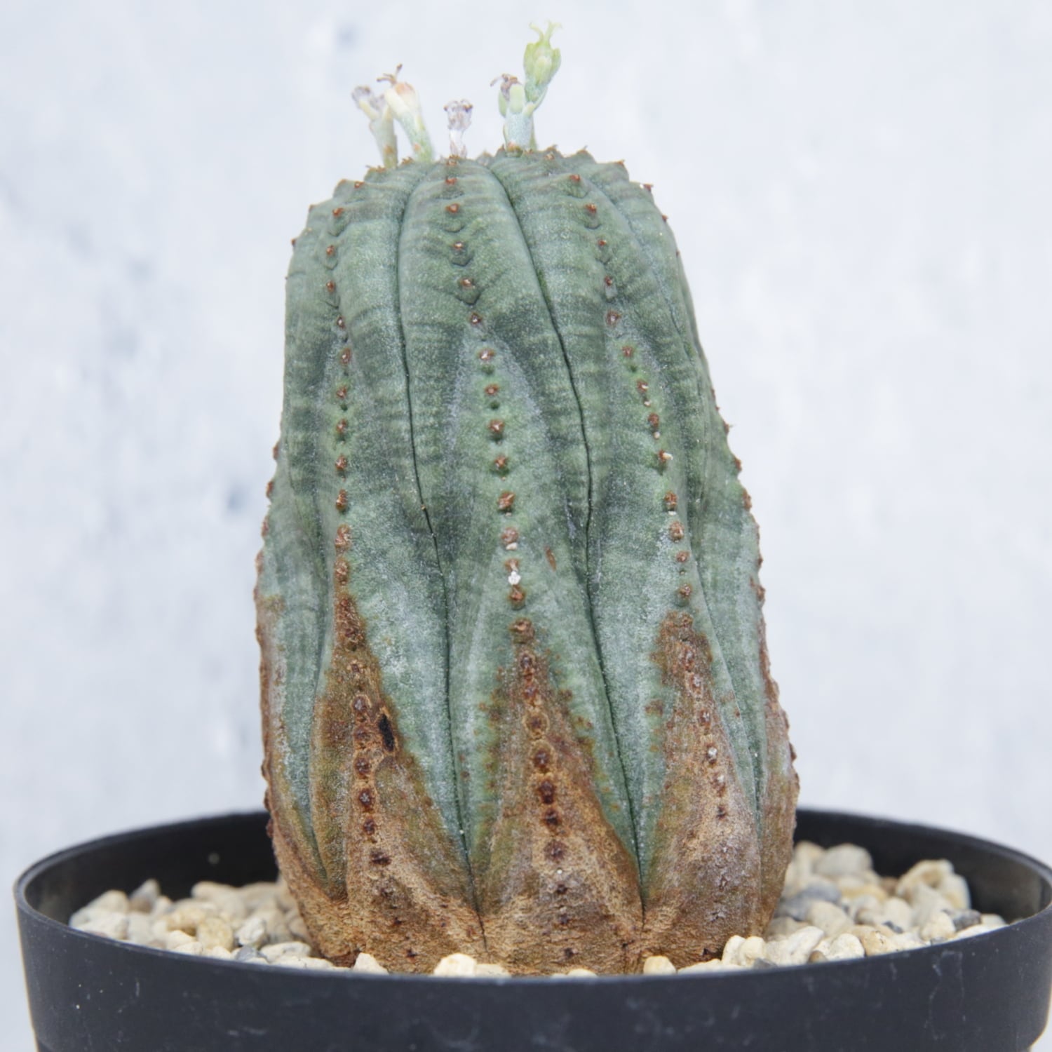 メス株 最大幅 約3.6cm 美模様 木質化 マイクロ オベサ / 良型