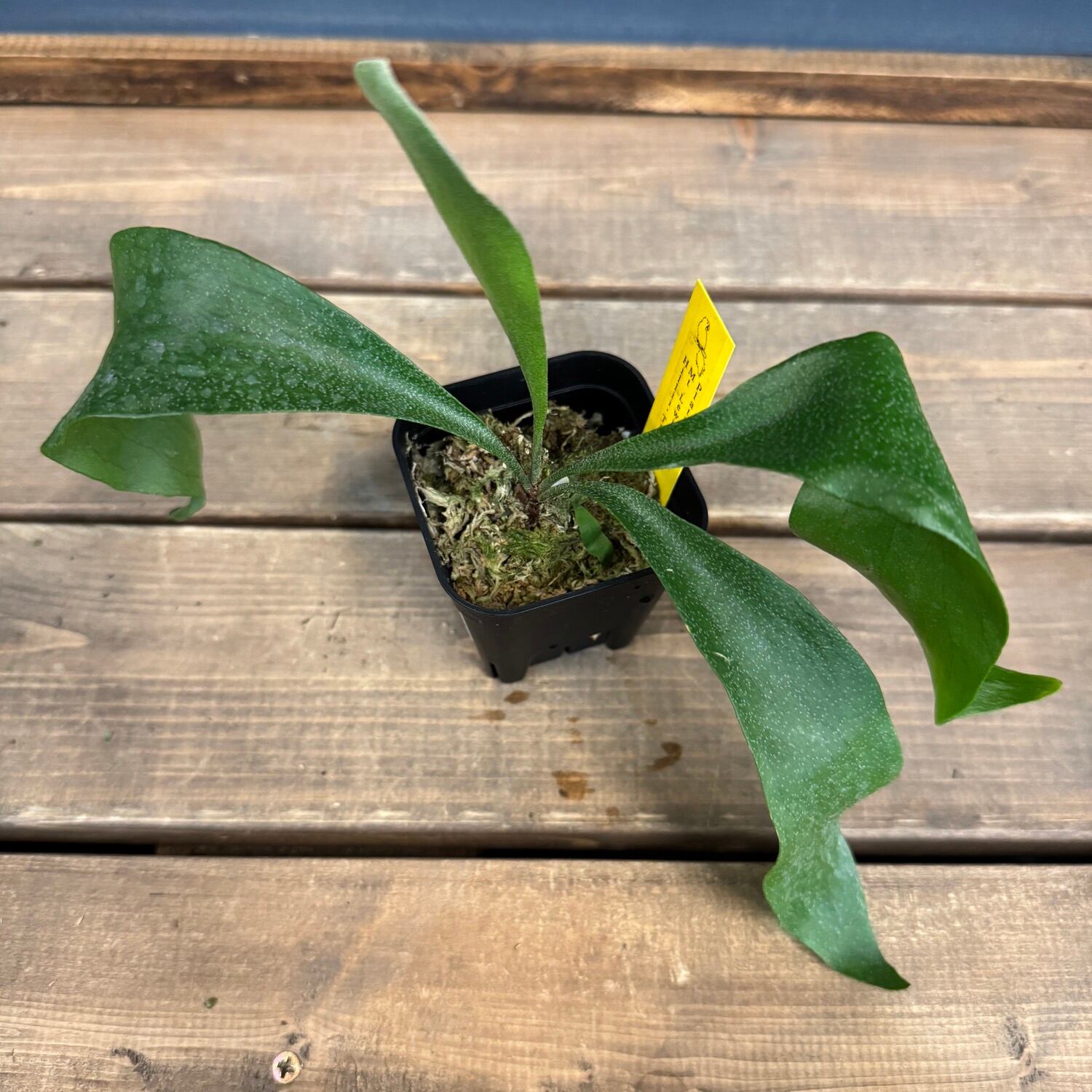 ビカクシダ Platycerium Trident(Mt Lewis × Hillii)【537