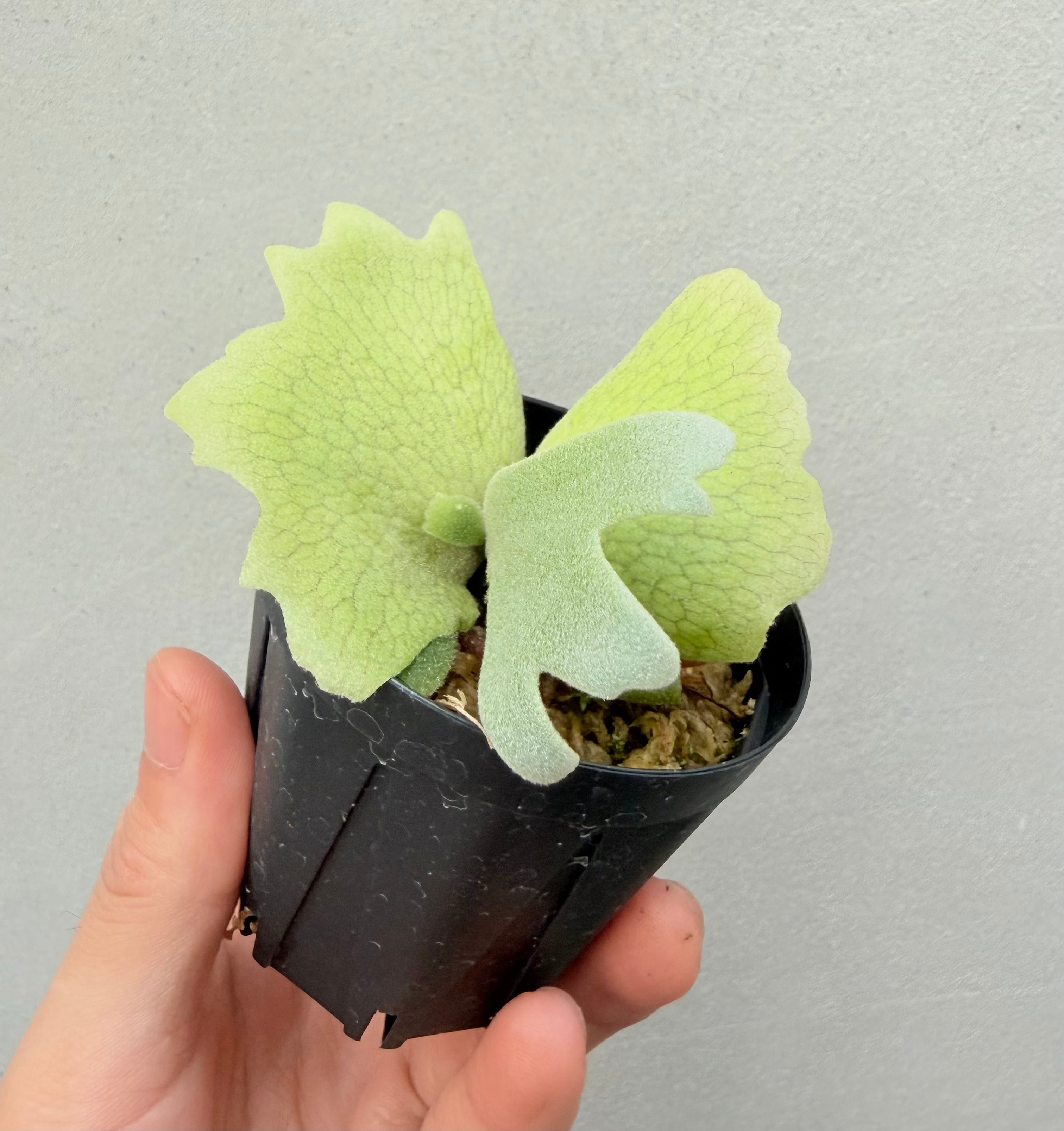 c) P. willinckii 'Frosty Maiden' spore grown ③ビカクシダ