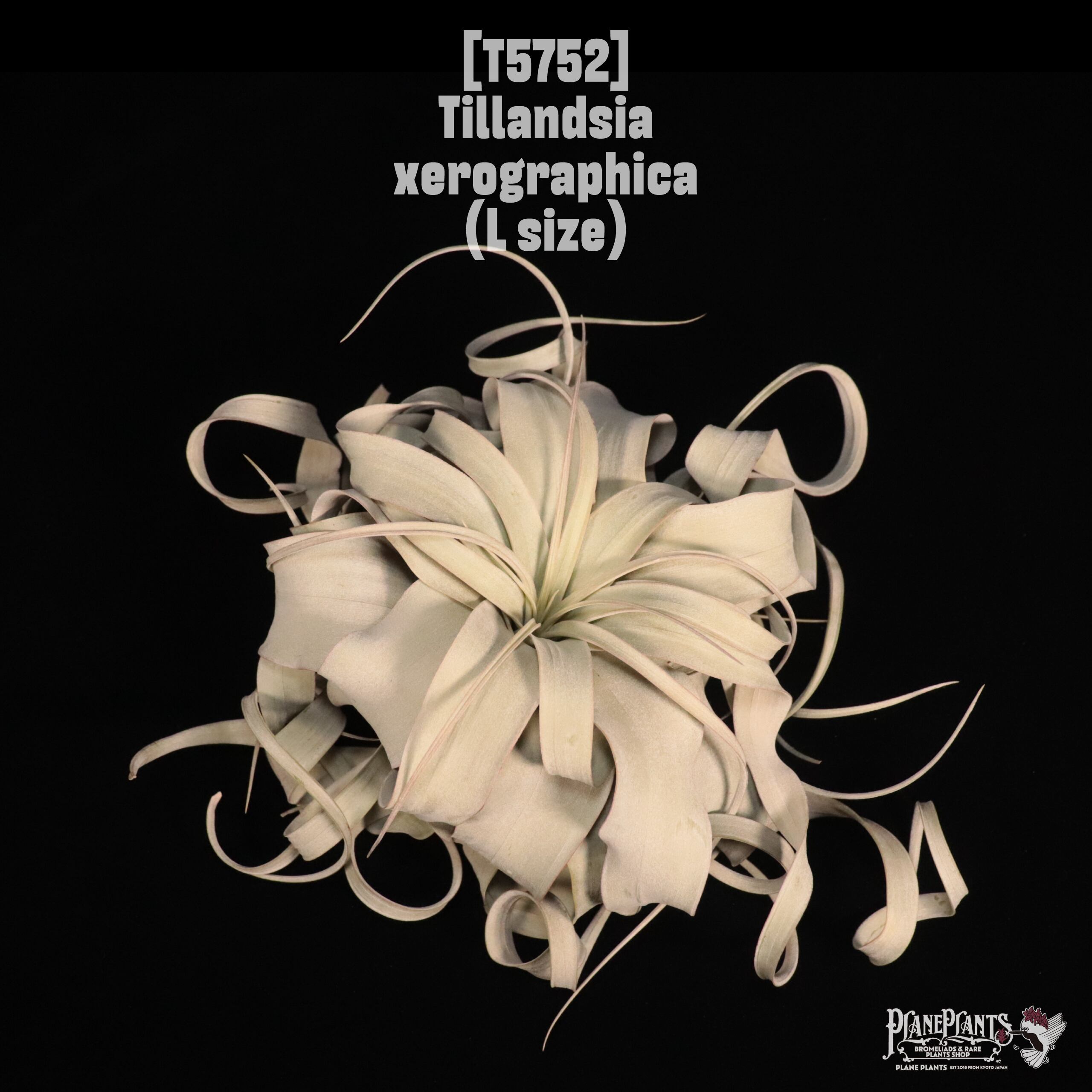 Tillandsia xerographica L〔ティランジア〕T5752