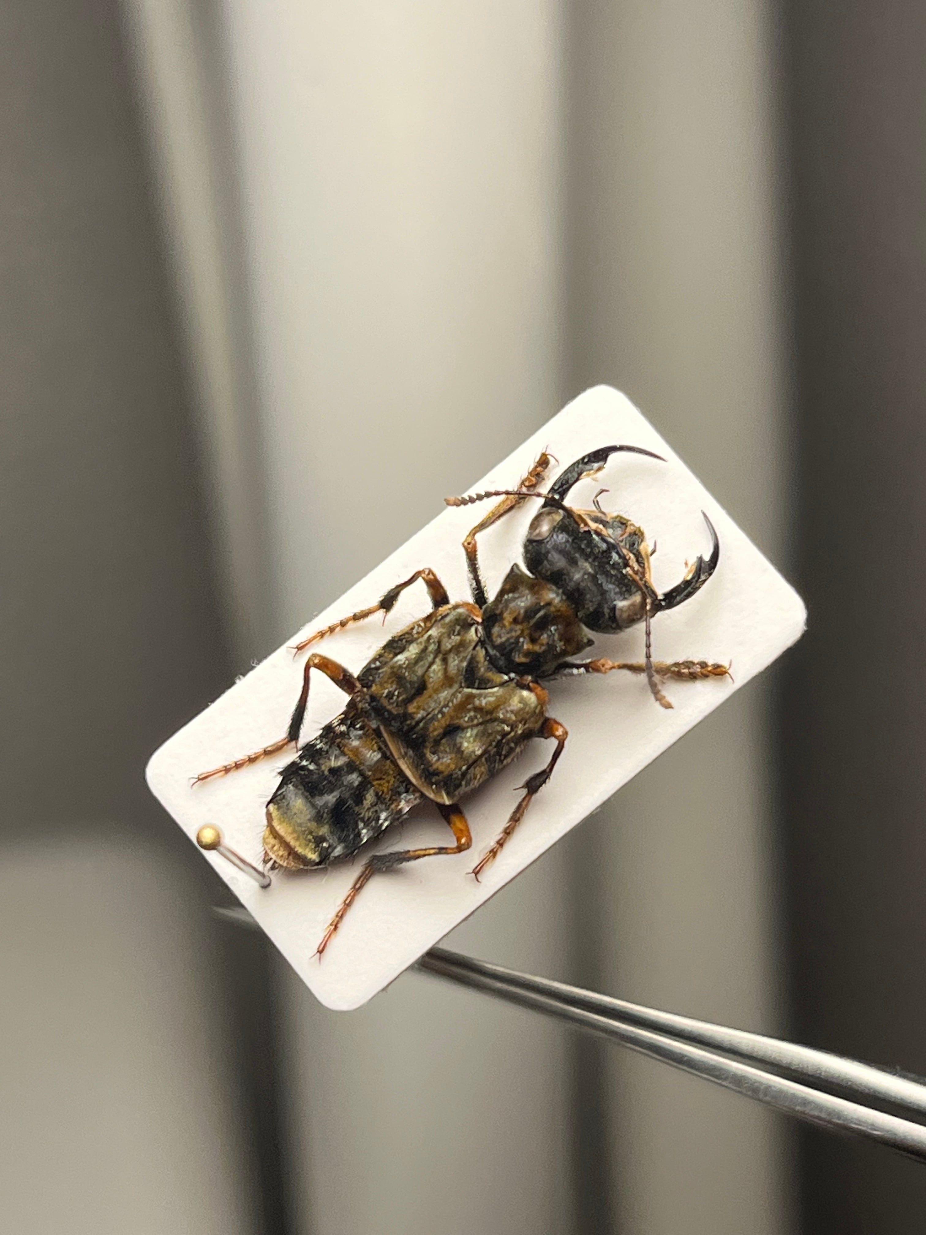 22mm】クワガタのような大顎を有したキバサビハネカクシ 標本