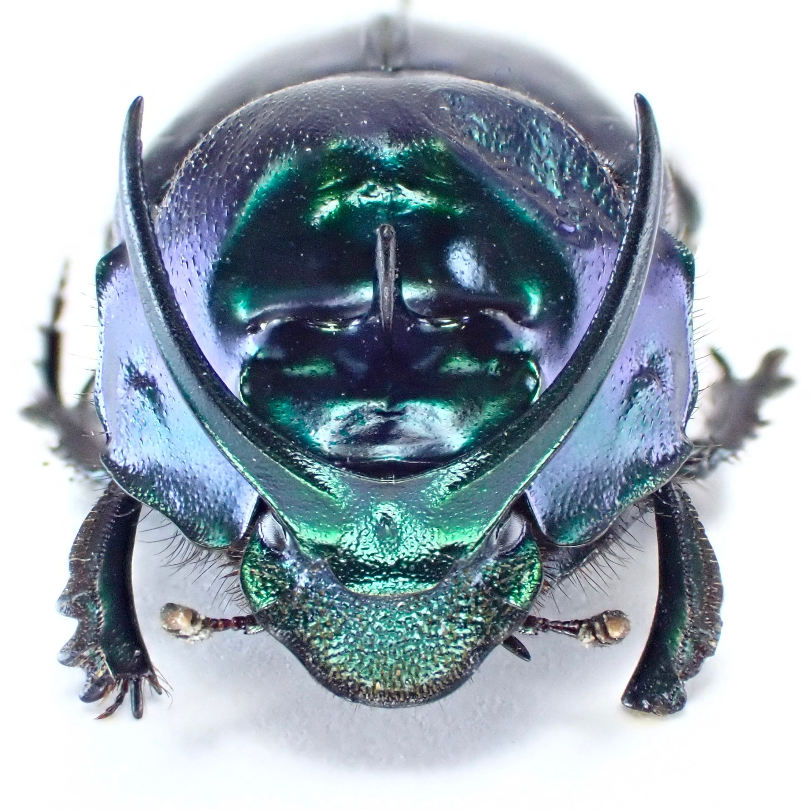インドネシア産 Proagoderus schwaneri ♂♀ 16mm/16mm | 昆虫標本