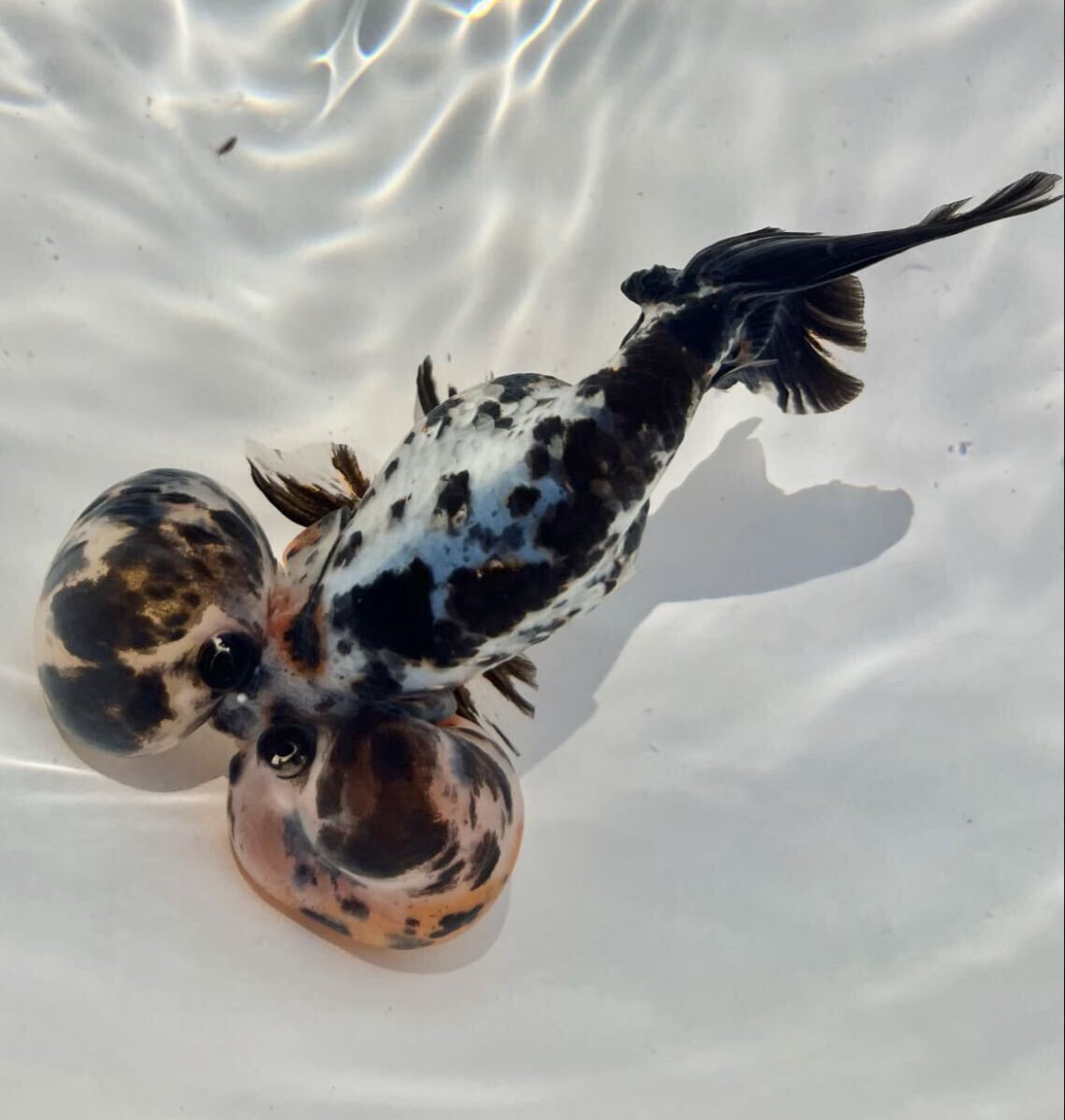 【訳あり 超大特価】中国便 五色水泡眼 金魚 中国金魚 水泡眼 二歳 約15〜17cm