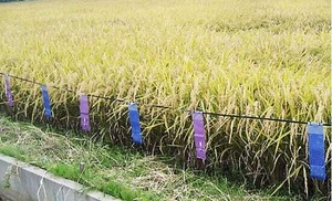 イノシシなぜ逃げる?5個セット 家庭菜園 農業 メンテナンス、業務用 イノシシ撃退 いのしし対策 猪 対策 猪被害 猪よけ イノシシ 忌避 被害対策