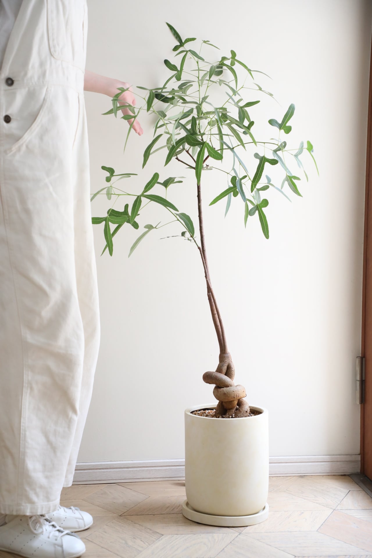 L/122cm】ブラキキトン ポプルネウス/Brachychiton | 【厳選植物・器