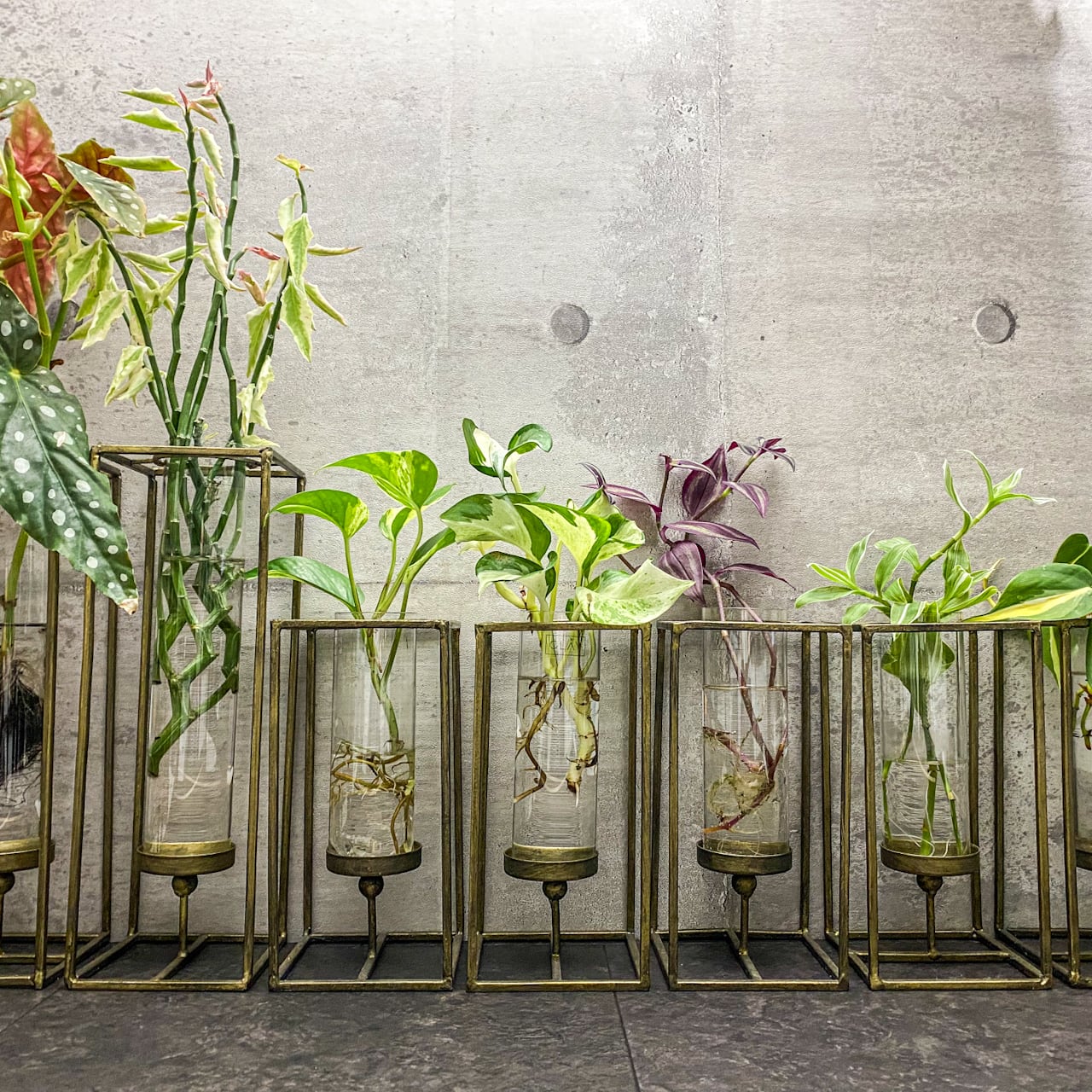 モダンなのにらくらくオシャレな観葉植物の水耕栽培 < L Size