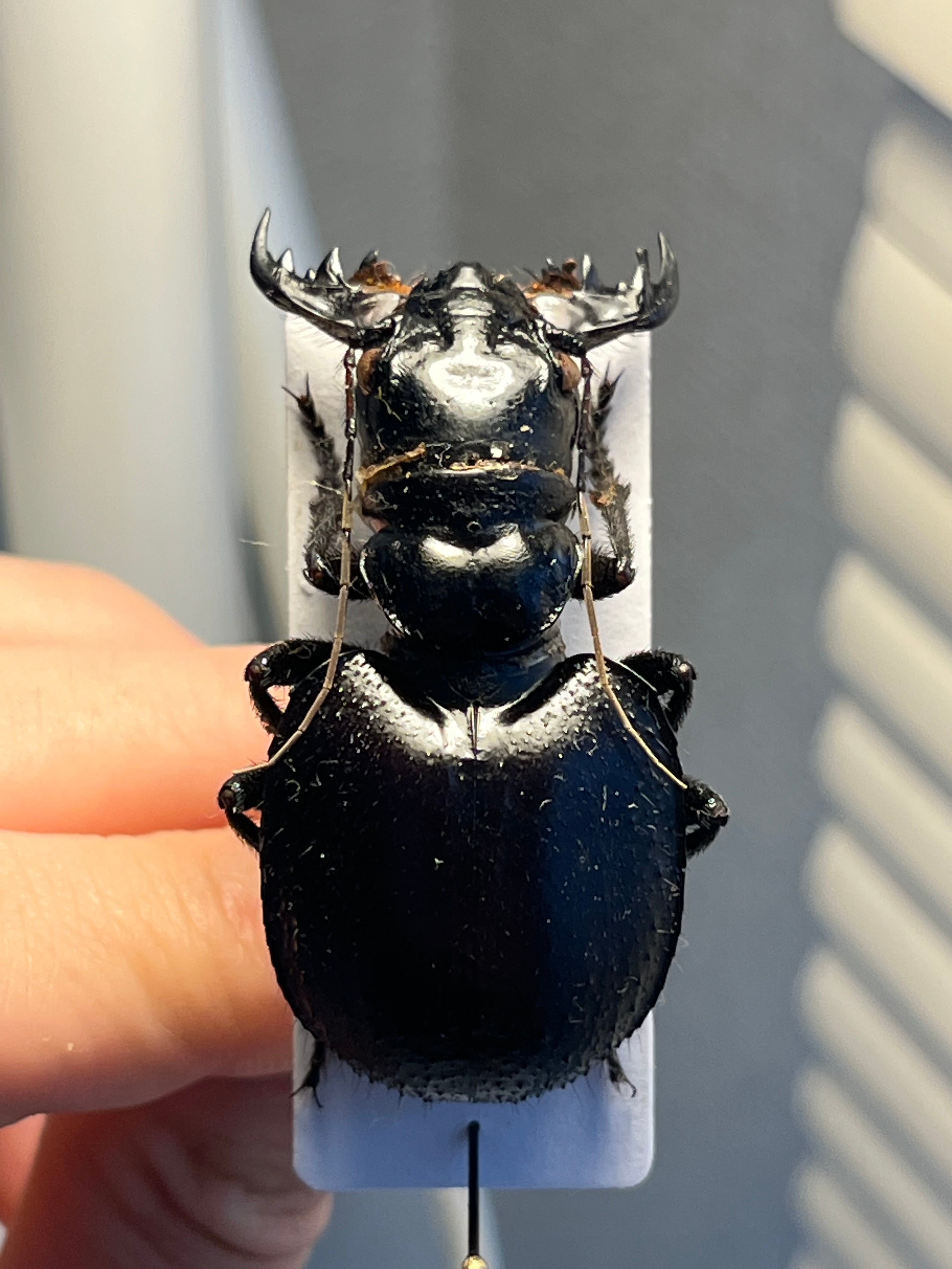 大閻魔斑猫最大種】オオエンマハンミョウ Manticora タンザニア産 昆虫