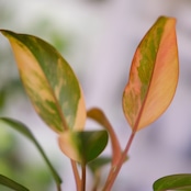 フィロデンドロン・レッドコンゴ / Philodendron Red Congo⑤