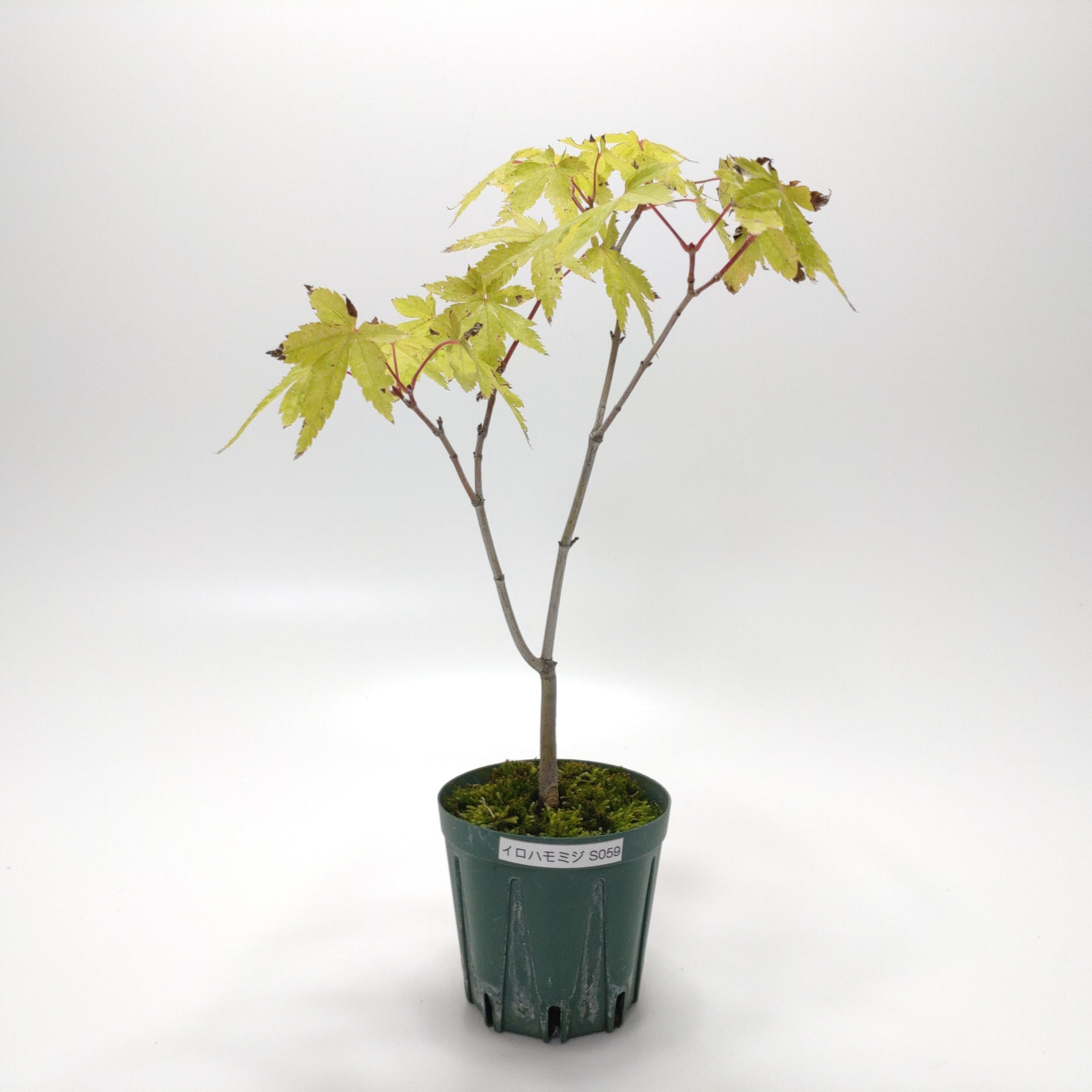 馬酔木（アセビ）盆栽 SS001 | 盆栽創【Bonsaisou】