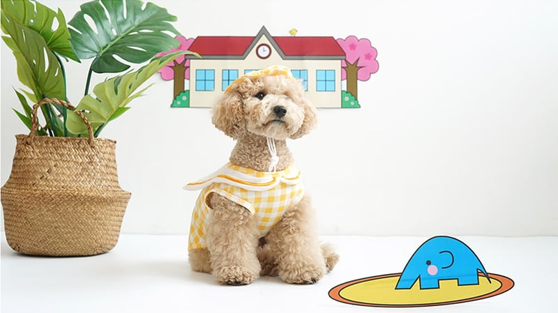 【SALE】幼稚園トップスセット S ~ XL 2color / 犬服 新作 可愛い 犬の服 ワンコ服 ペット 猫 ドッグウェア お揃い top69