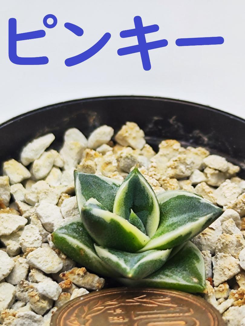 破格市】⑦ アガベ 王妃笹の雪A型 ピンキーTC 遅かっ 白覆輪 抜き 