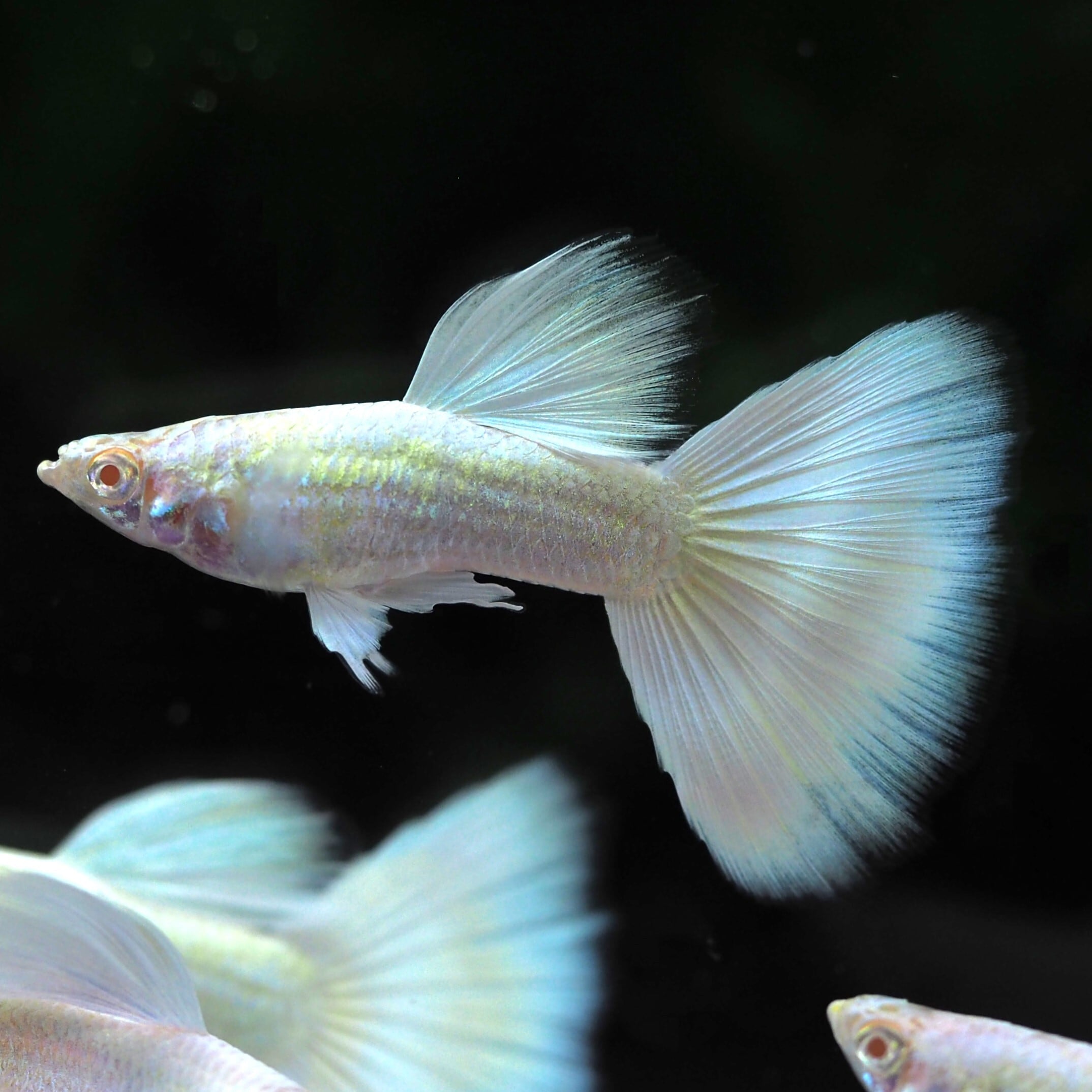 GUPPY | 伊豆グッピーファーム