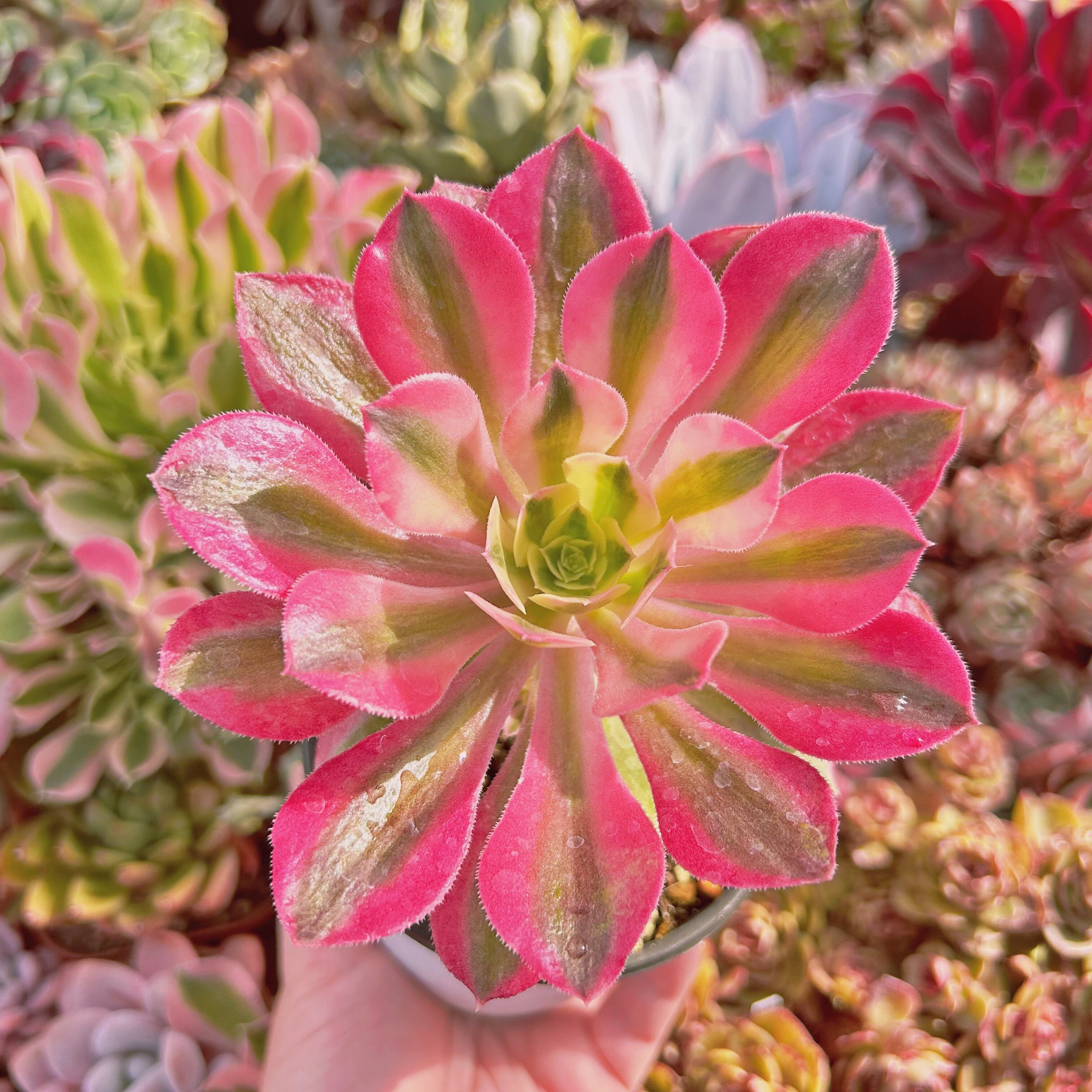 #933現物　多肉植物　アフラダイティ(Aeonium 'Pink Witch')  群生