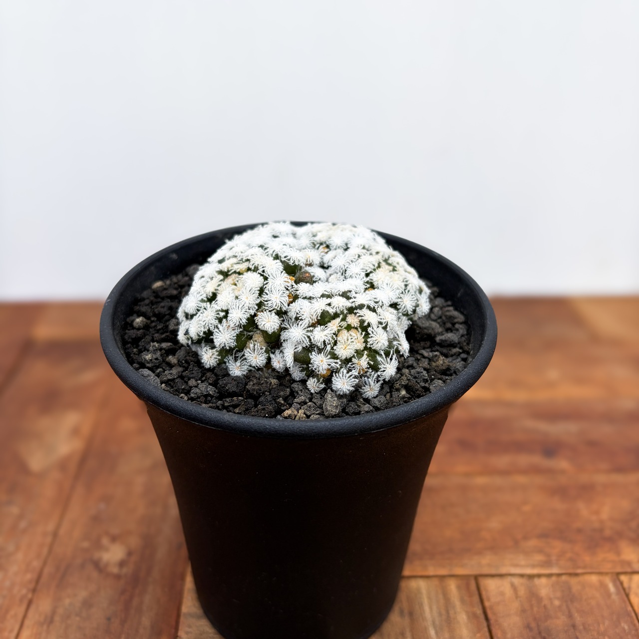 Mammillaria plumosa snowflake【マミラリア・白星・スノーフレーク】