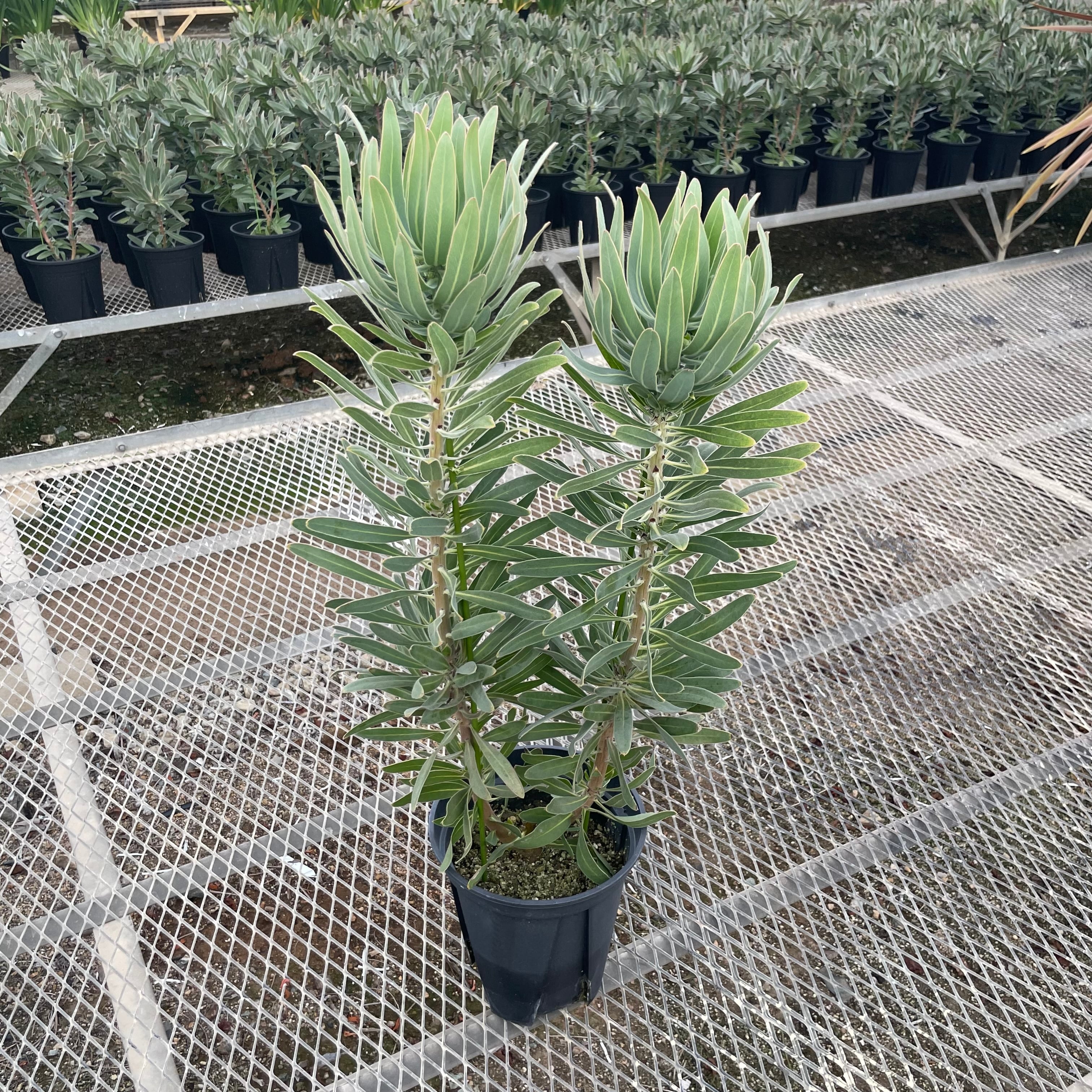 プロテア フロステッドファイア 送料込み | WILDFLOWERS STORE