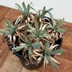 Othonna retrorsa【オトンナ・レトロルサ・実生】