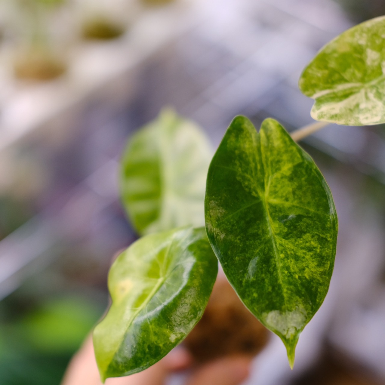 Alocasia Pink Dragon / アロカシア ピンクドラゴン②