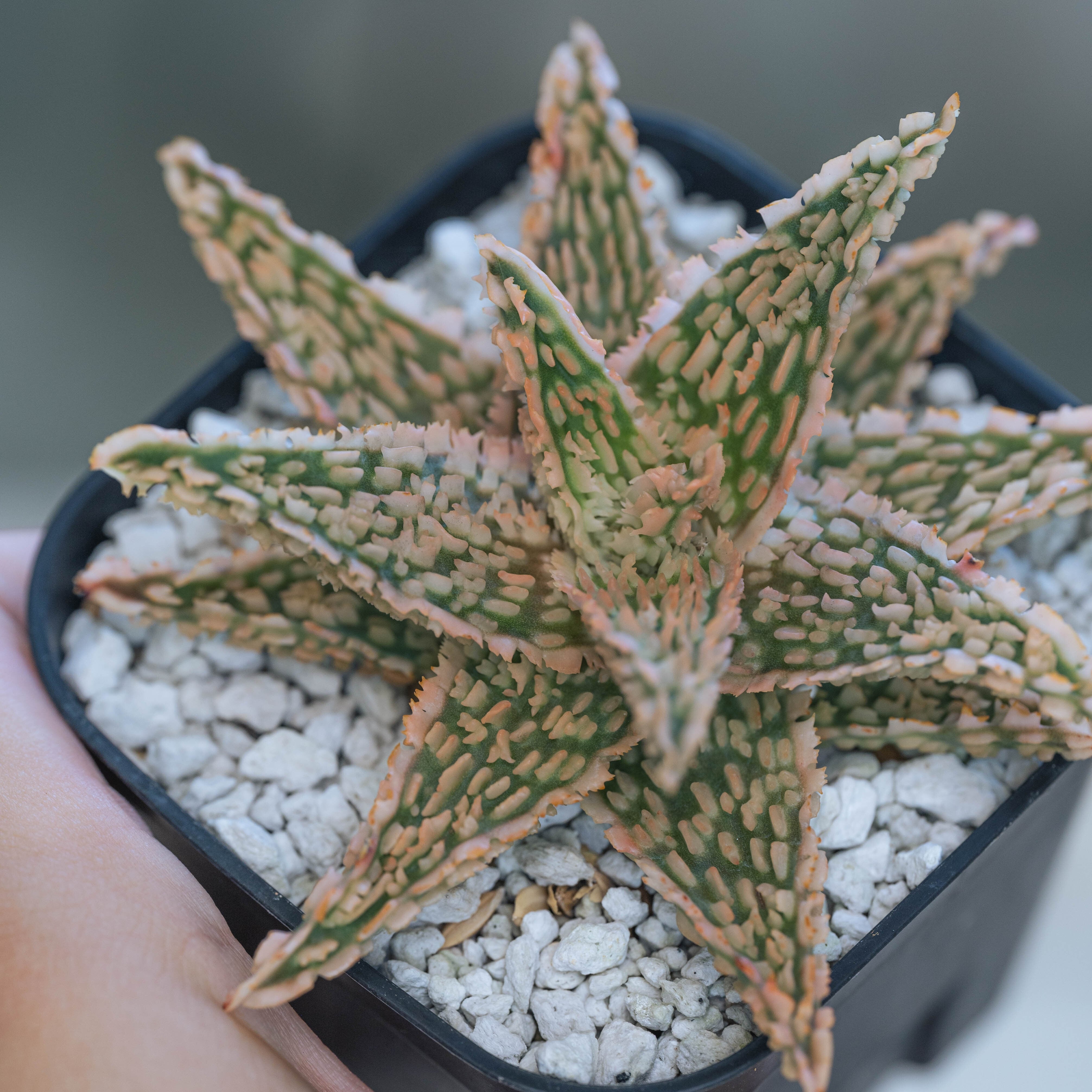 TCT Aloe hybrid sunkingアロエ ハイブリッド 子株 第四種 TCT Aloe hybrid sunkingアロエ ハイブリッド 子株 第四種