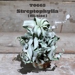 【送料無料】ストレプトフィラXL〔エアプランツ〕現品発送T0665