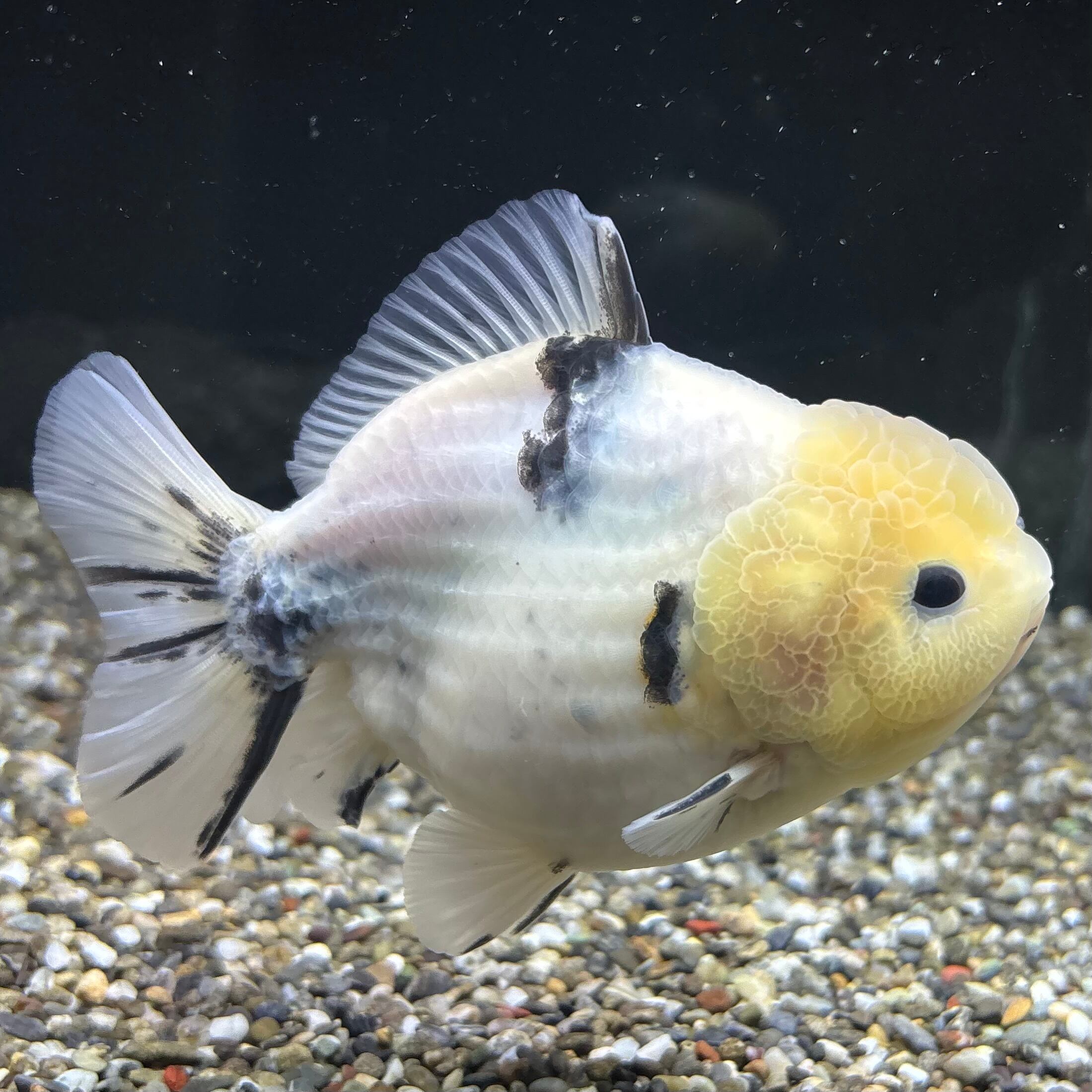 金魚 | 金魚・熱帯魚専門店 AquaPro.H