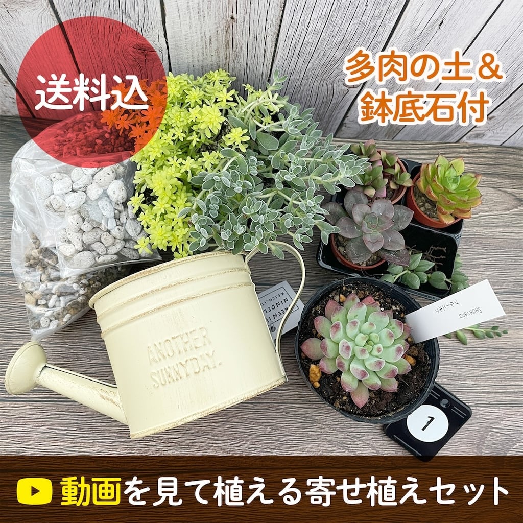 寄せ植えキット | アトリエnana 多肉植物専門店