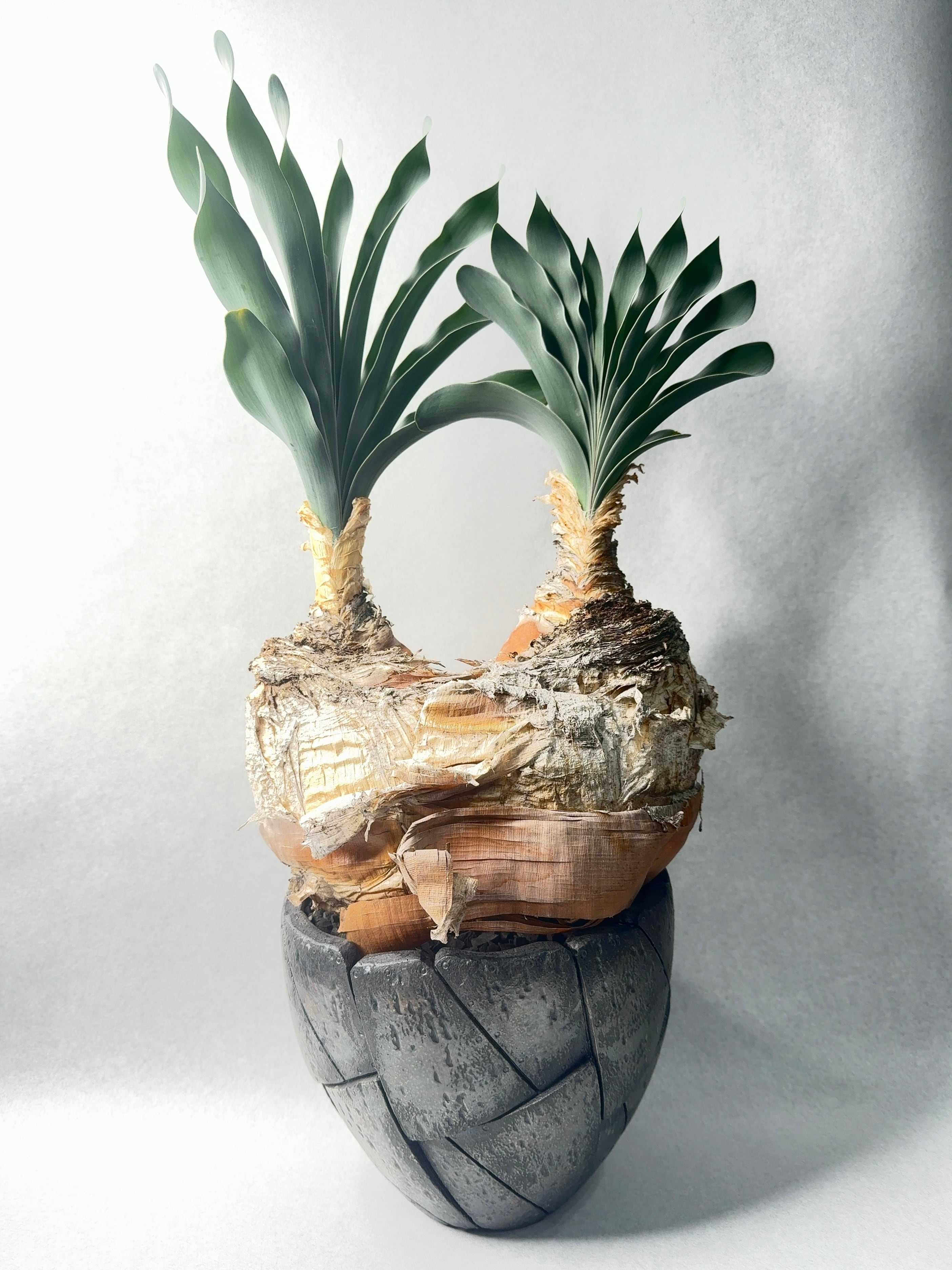 ブーファン・ディスティチャ | trigger