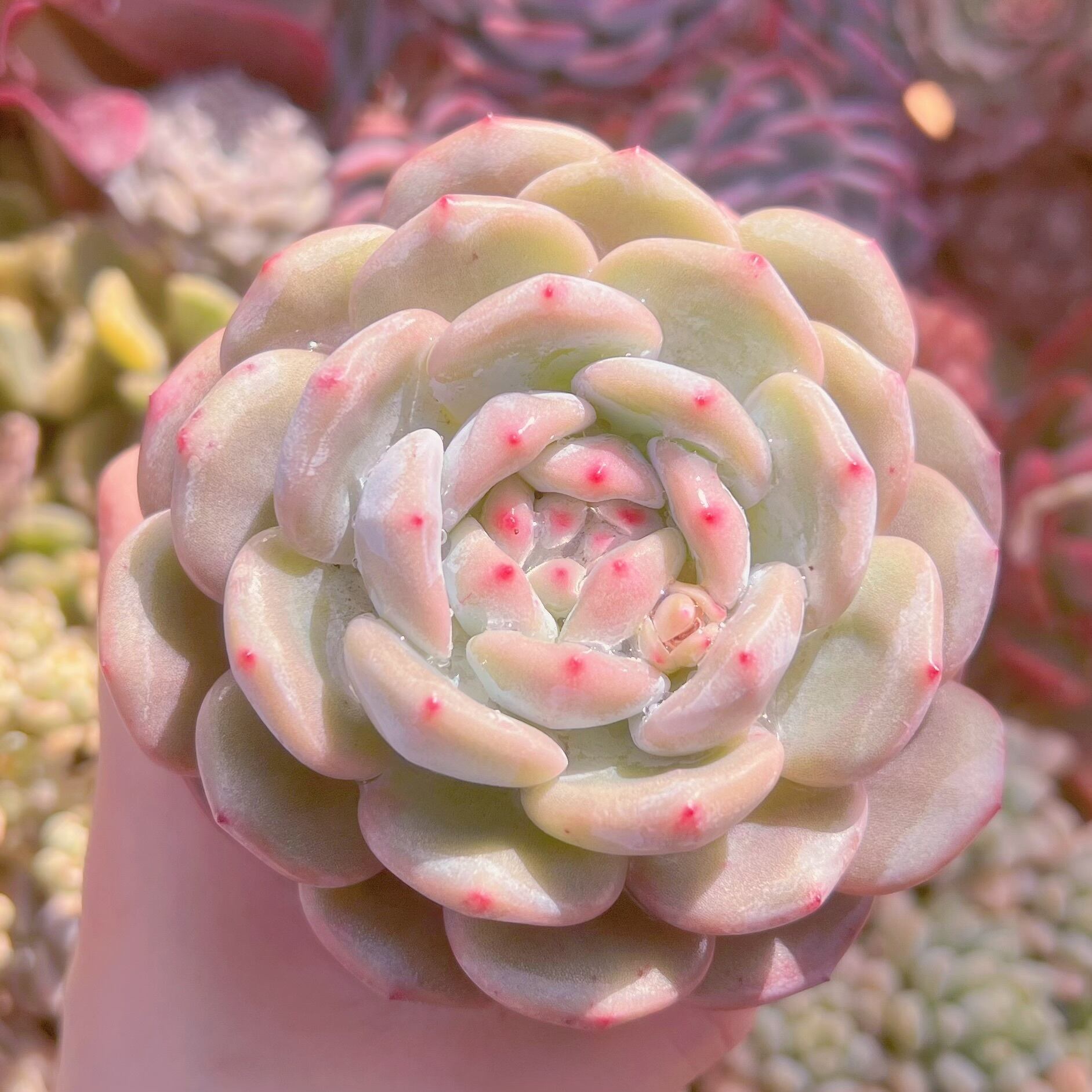 現品　星影#886　大苗　新入荷　るる農園