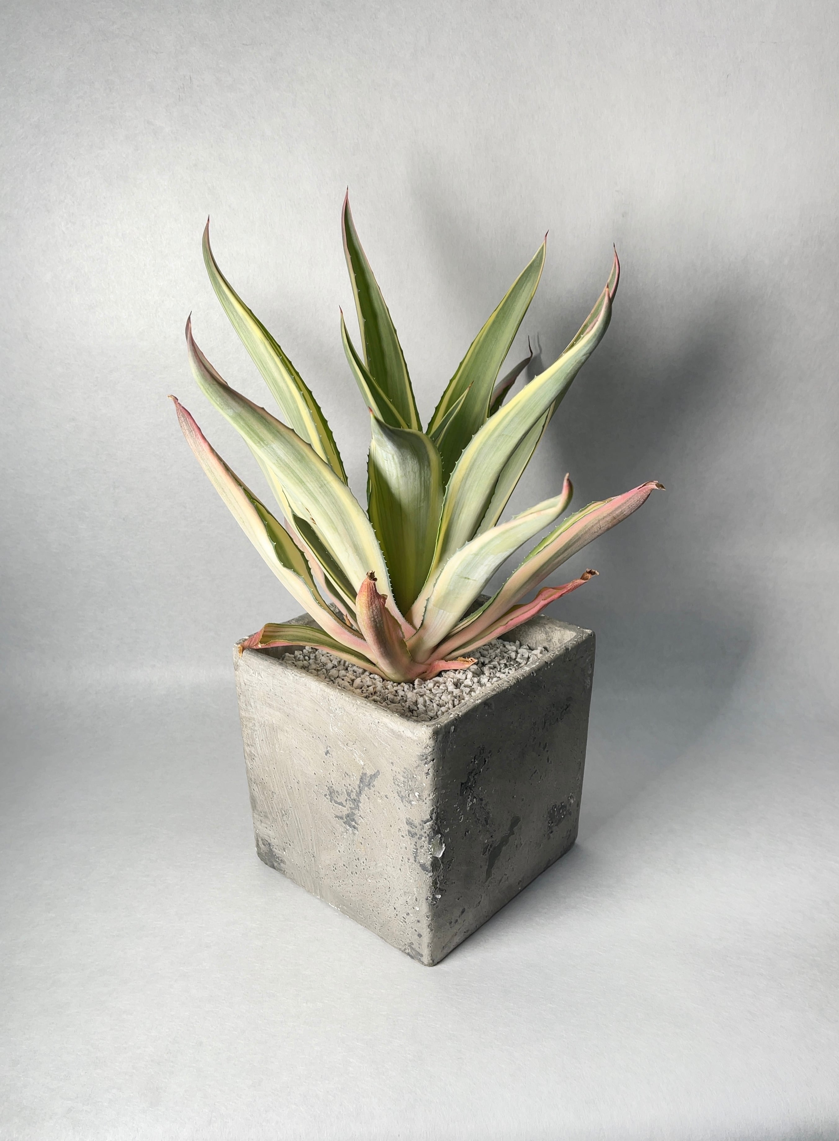 アガベ・ジョーホーク | trigger