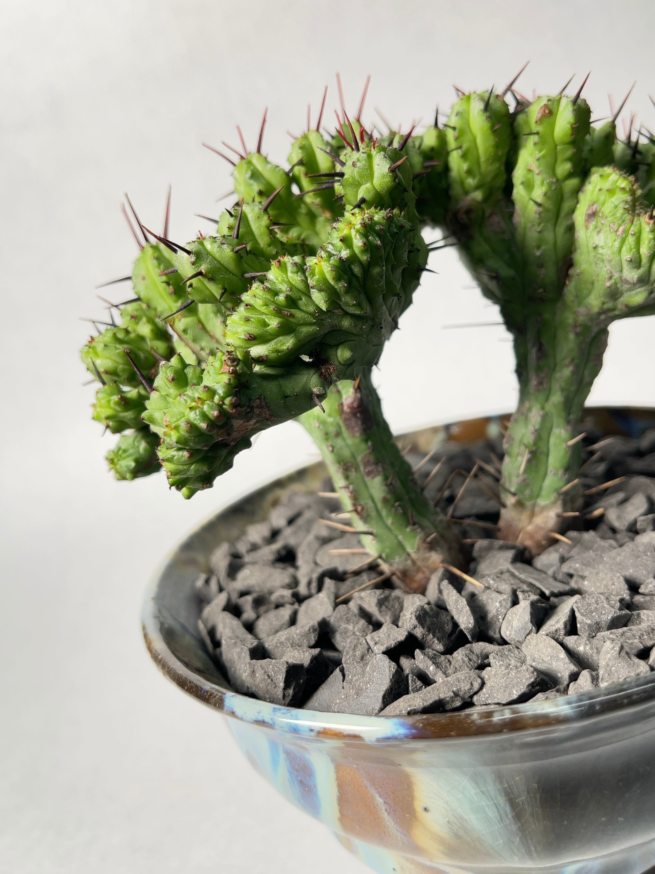 ユーフォルビア・エノプラ綴化 | trigger