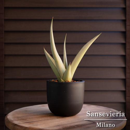 サンセベリア ミラノ Sansevieria Milano 3号鉢 観葉植物 サンスベリア 1014BK