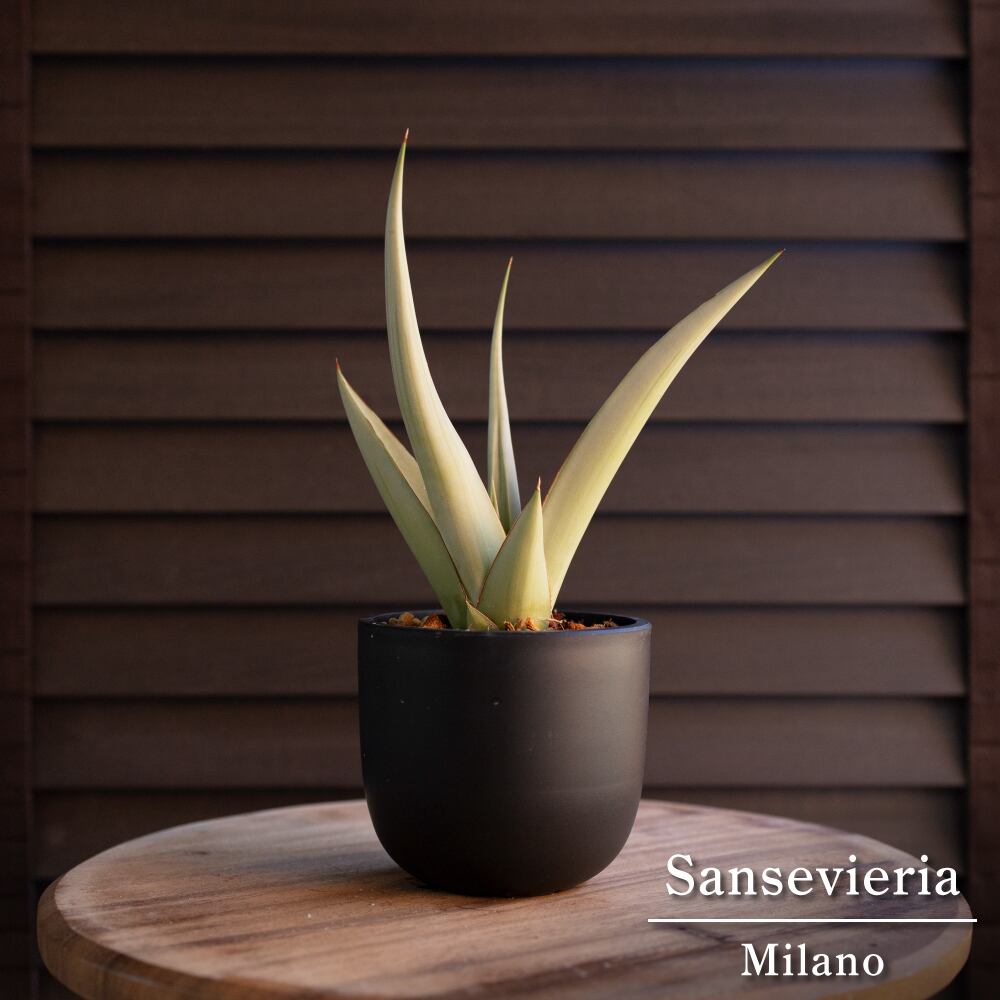 サンセベリア ミラノ Sansevieria Milano 3号鉢 観葉植物 サンスベリア 1014BK