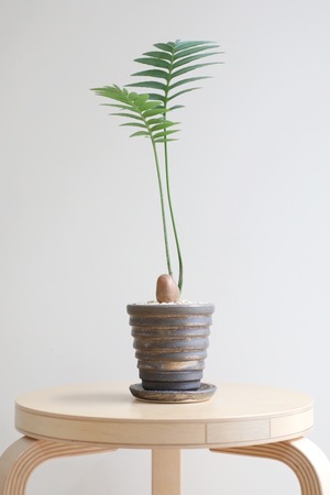 【M】ディオーン スピヌロスム/Dioon spinulosum ※陶器鉢付き