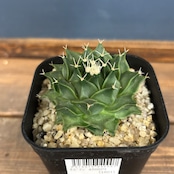 サボテン オブレゴニア 帝冠【312】