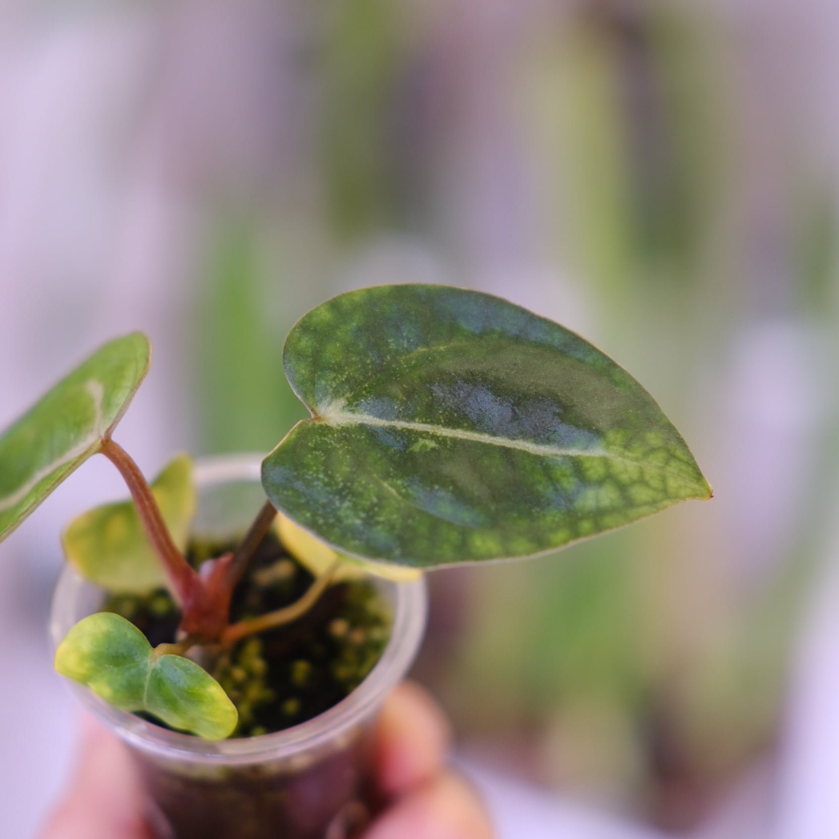 Anthurium Carlablackiae│アンスリウム カーラブラッキー│観葉植物