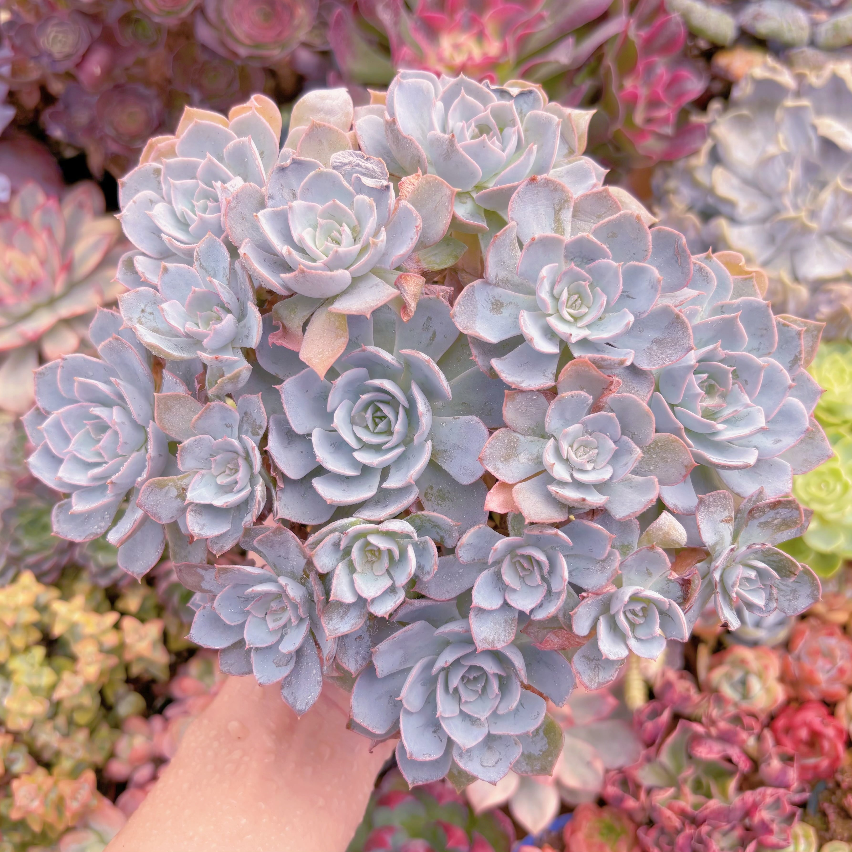 現品　デスメチアナ#657　大群生　るる農園