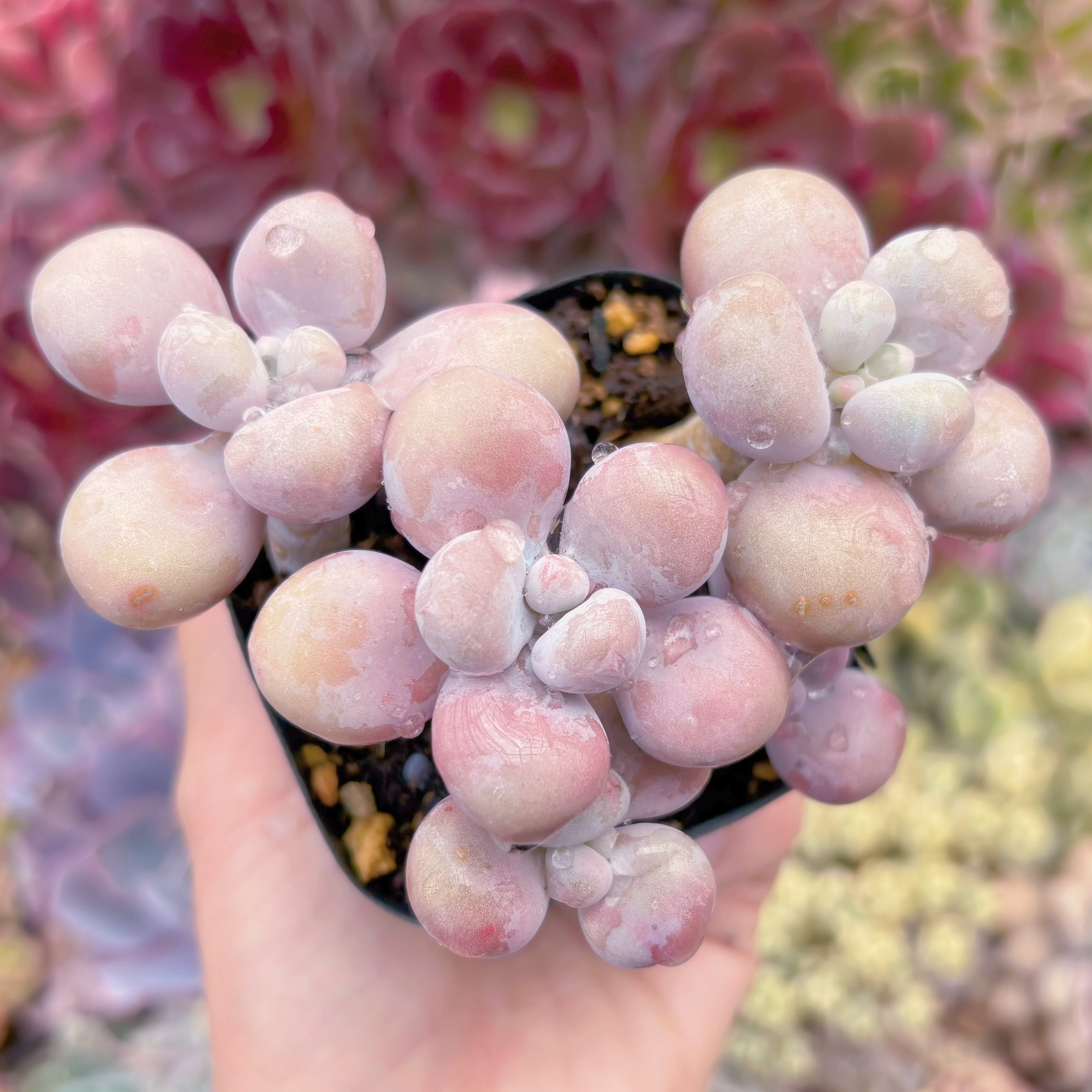 現品　桃卵#687　新入荷