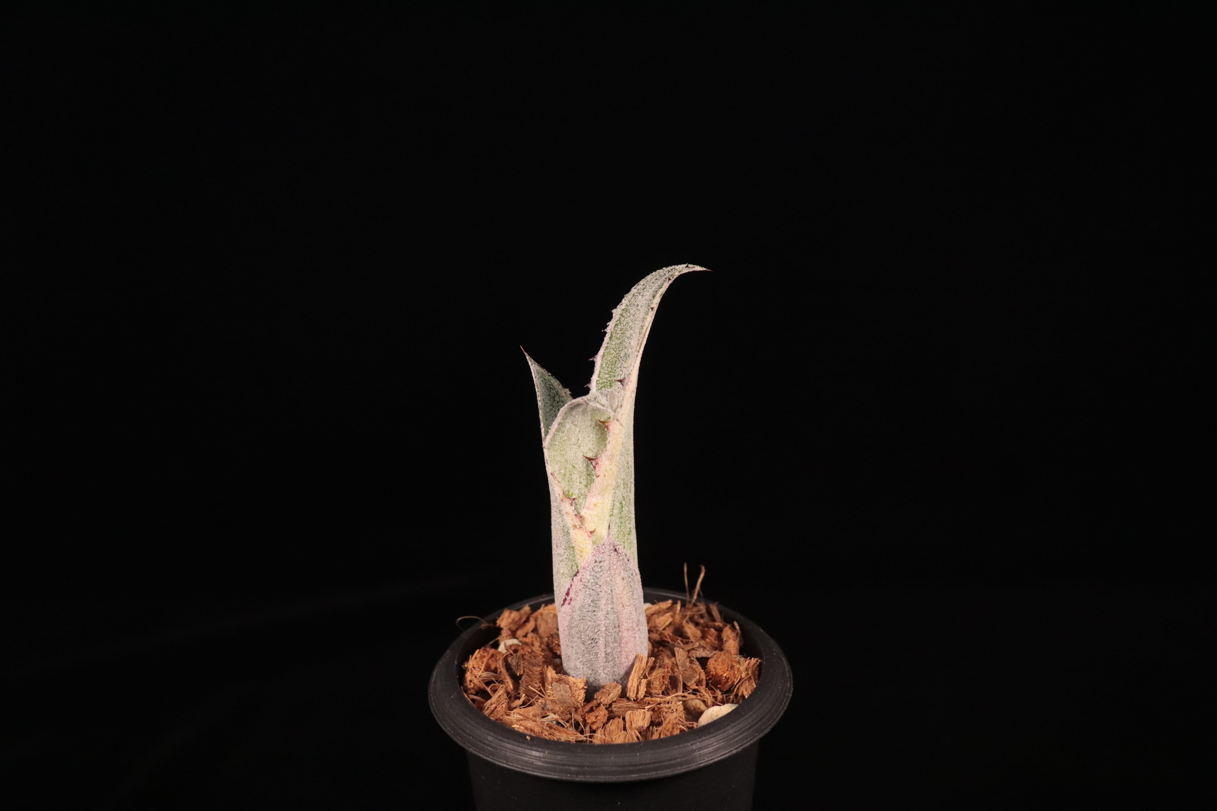 Hohenbergia 'Karla'〔ホヘンベルギア〕H52-1 | plane plants